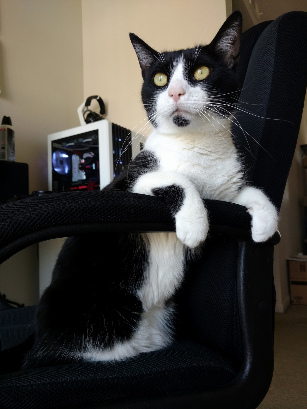 Caught Loki Sitting Like This Today