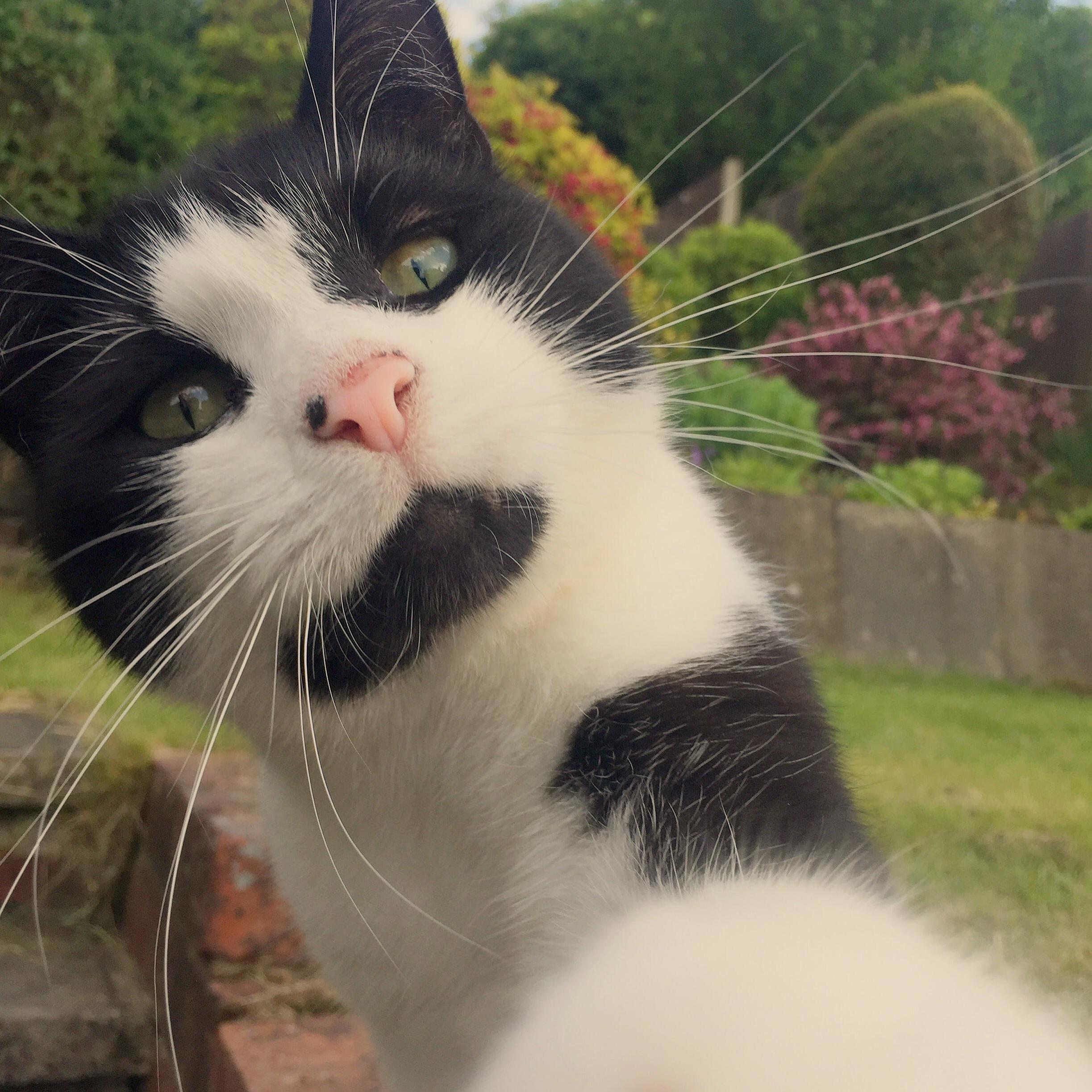 Charlie Wanted a Selfie