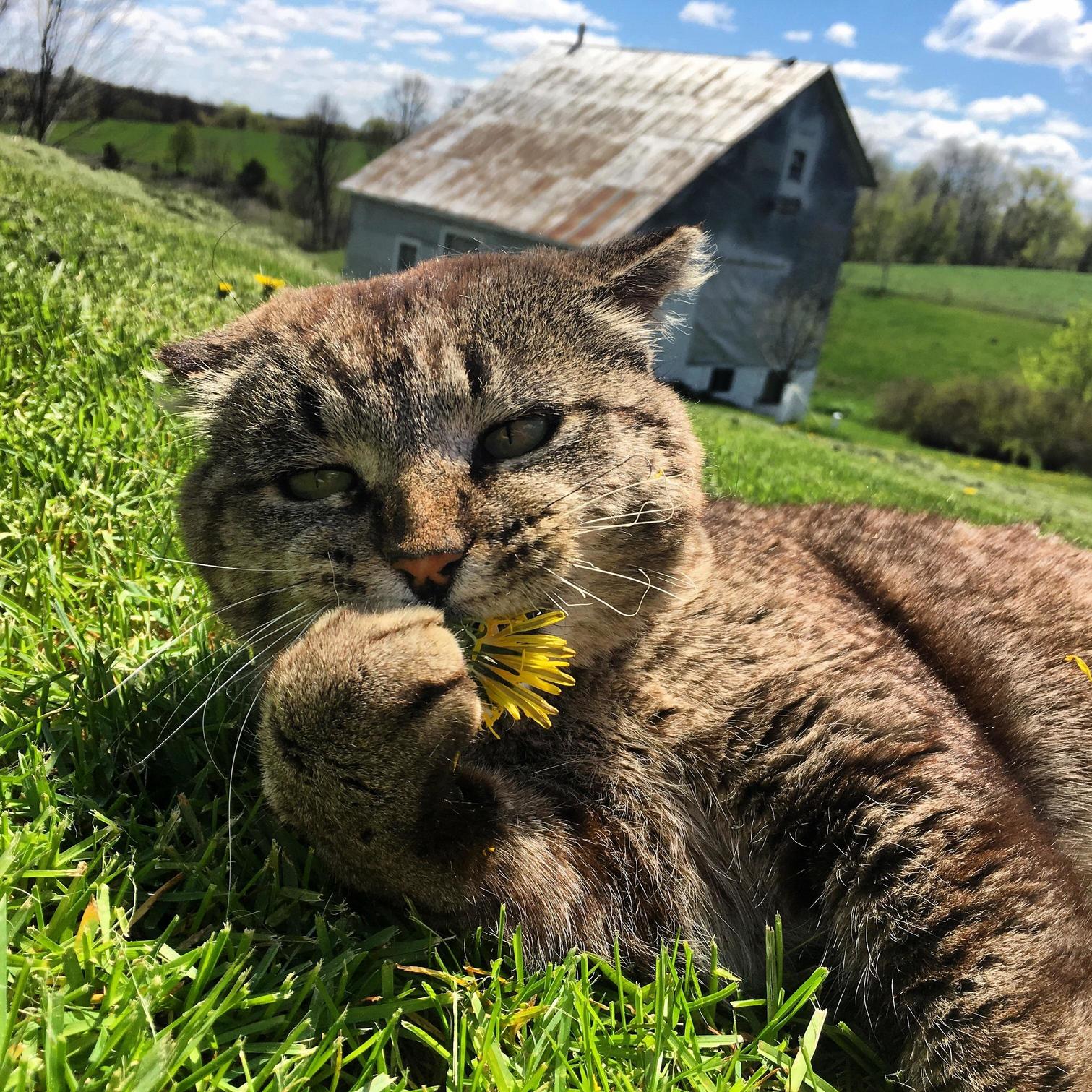 Cheddar Destroyer of Dandelions