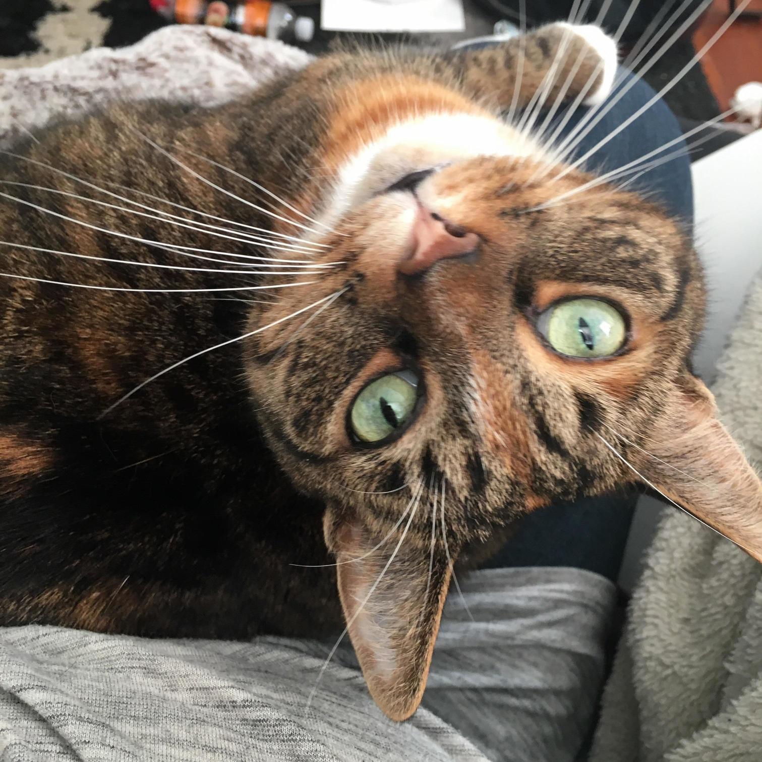 Chloe Prefers to Look at Me Upside-down.