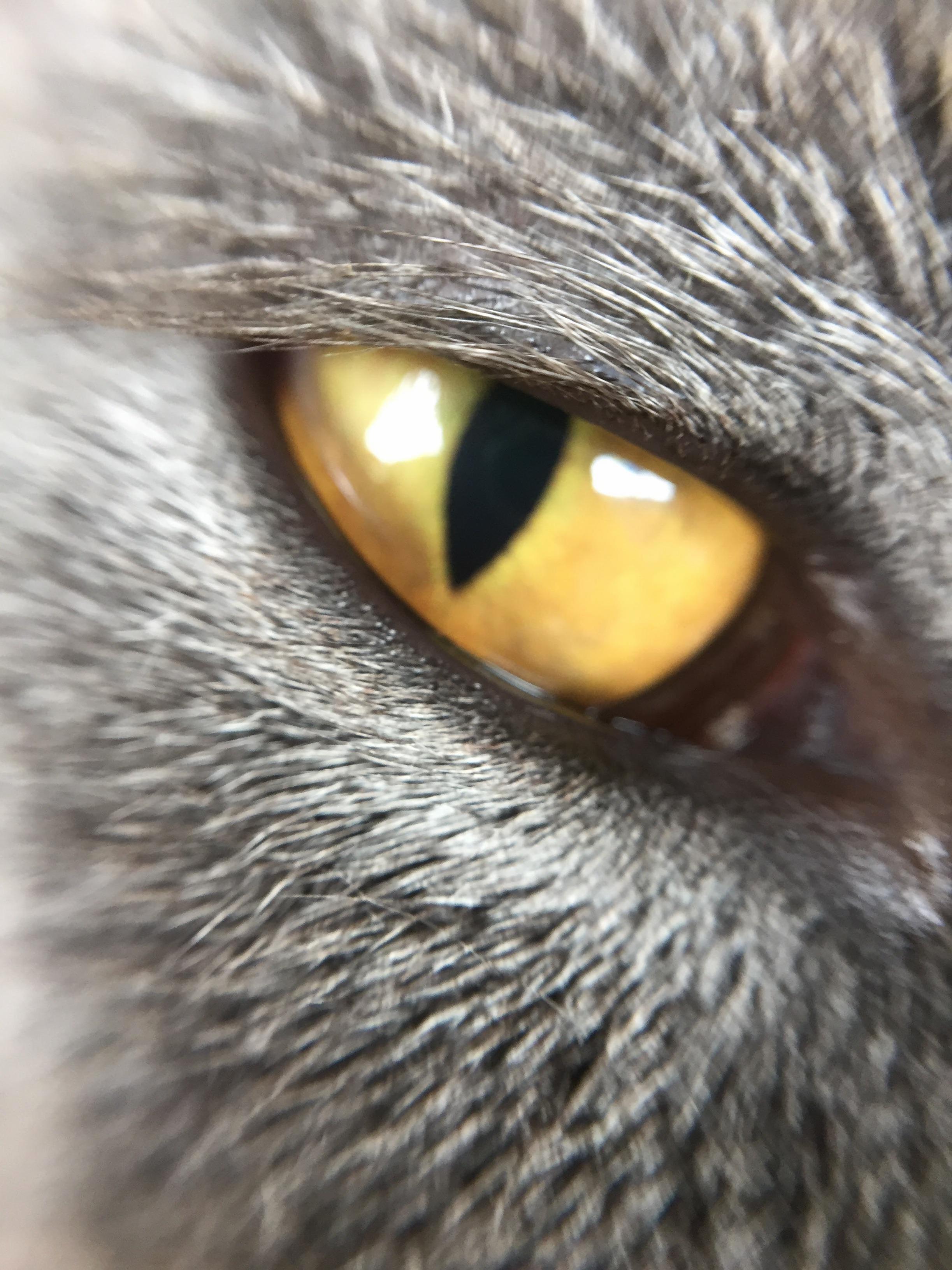 Close Up of My Rescue Kittys Eye. Shes a Beautiful Blue Grey with These Stunning Yellow Eyes.