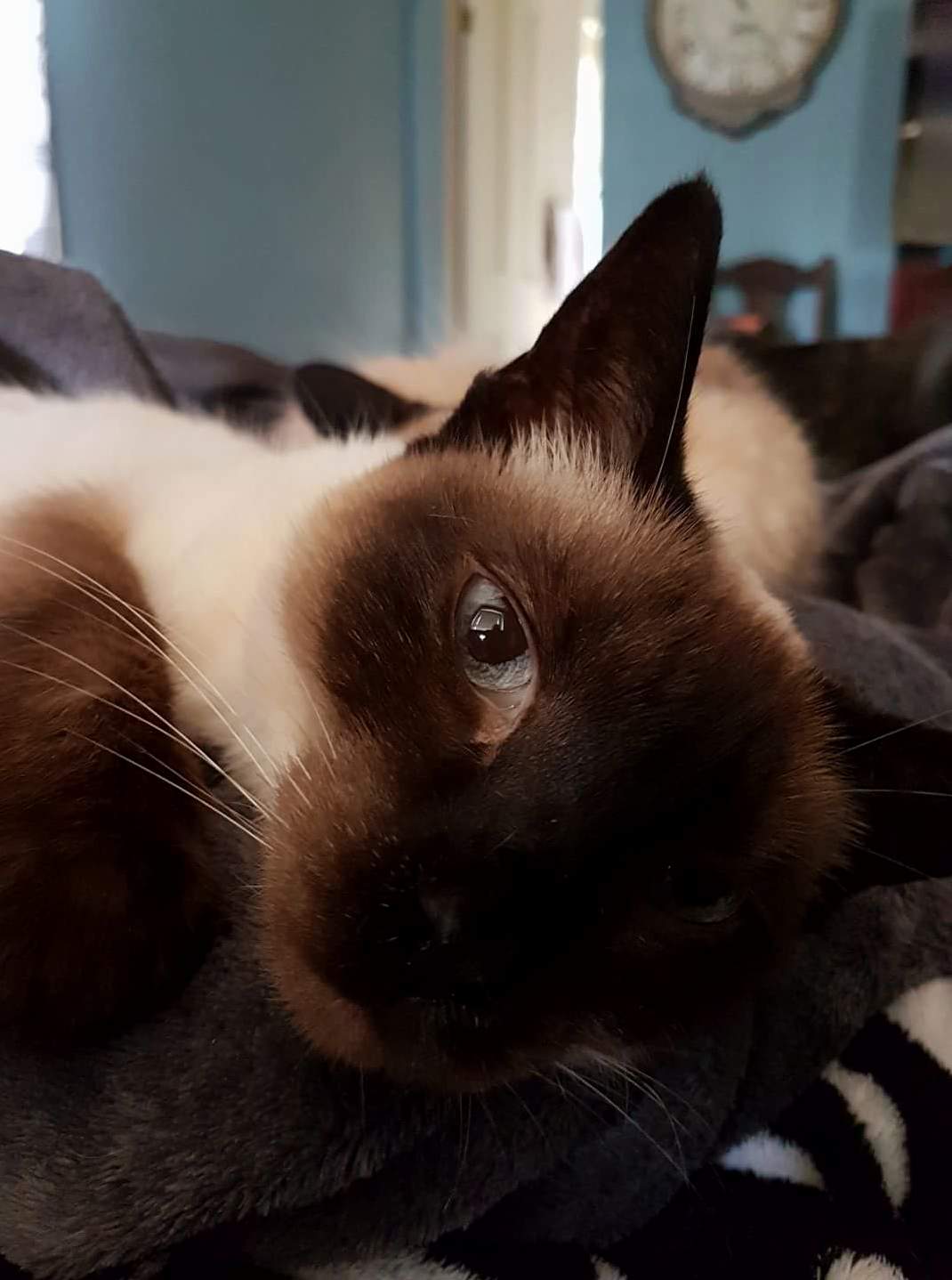 Closeup of One of My Little Siamese Girls. Her and Her Sister in the Back Are Turning Seven This Year.