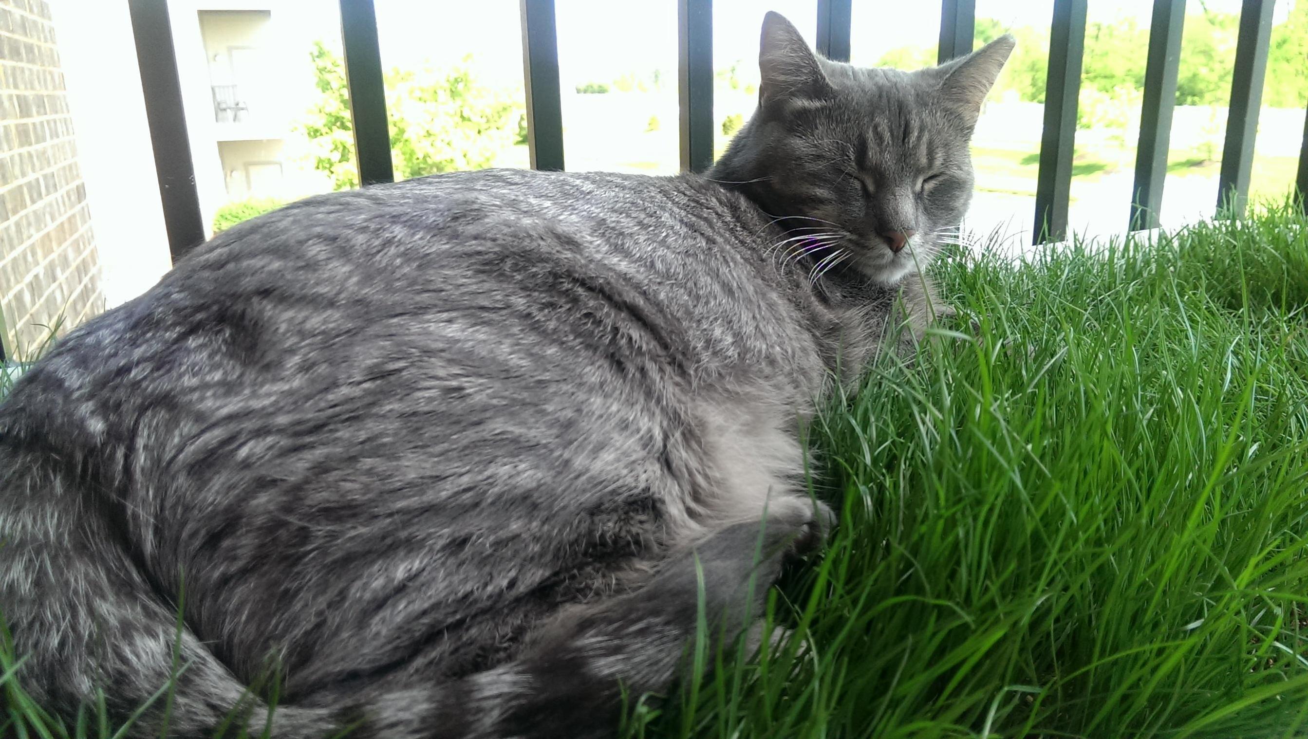 Come Get Your Real Fake Grass