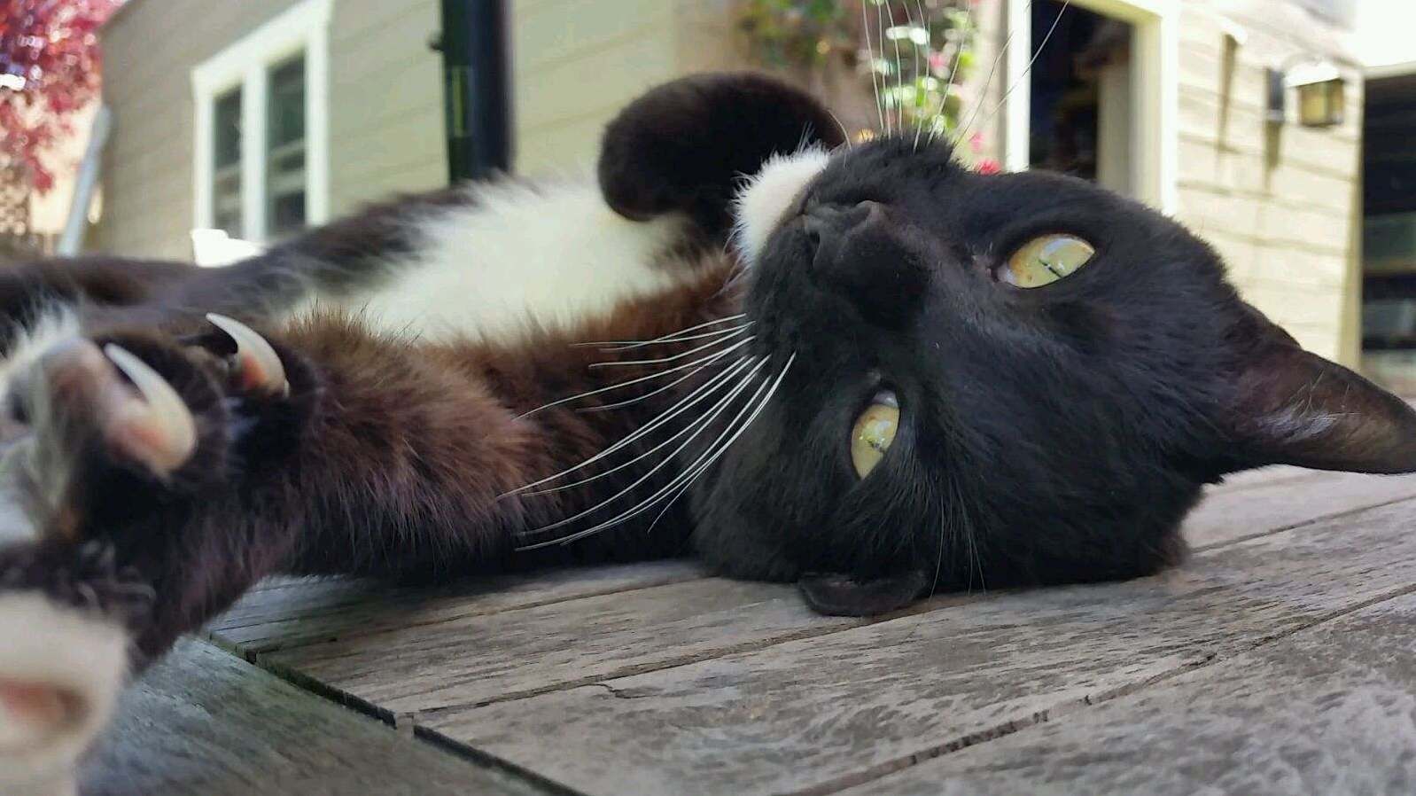 Come Pet Me Human. . Lazy Felix.