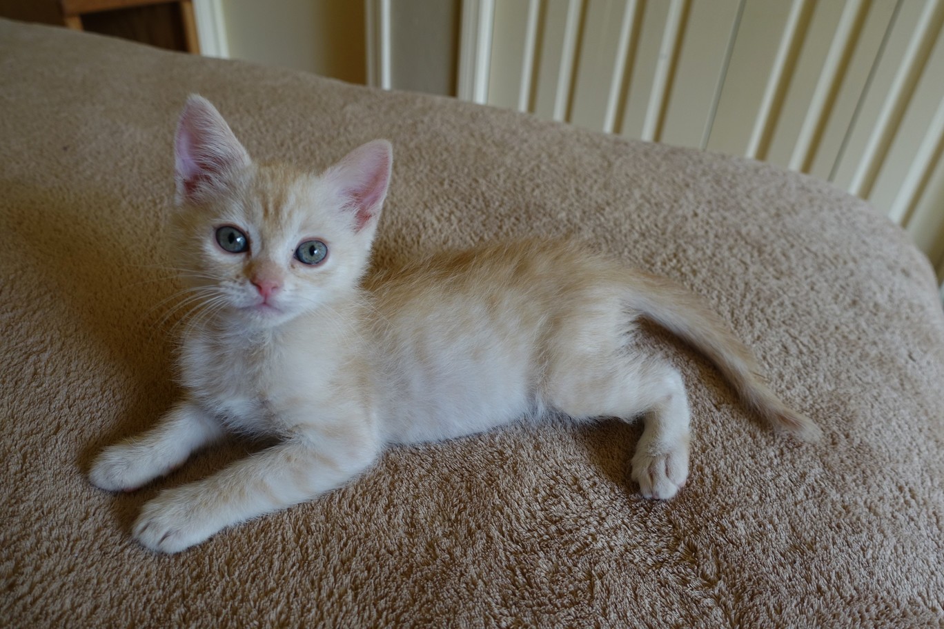 Cookie Is the Biggest Kitten I Ve Ever Fostered. Six Weeks Old and Almost Two Pounds.