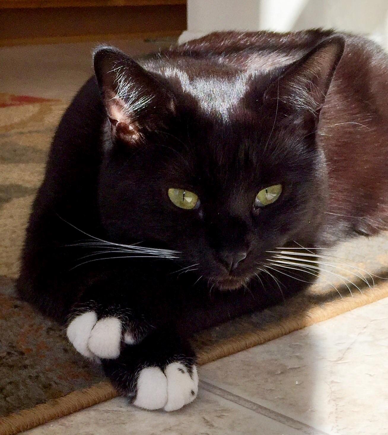 Cool Cat with the White Stache A.k.a Loverboy