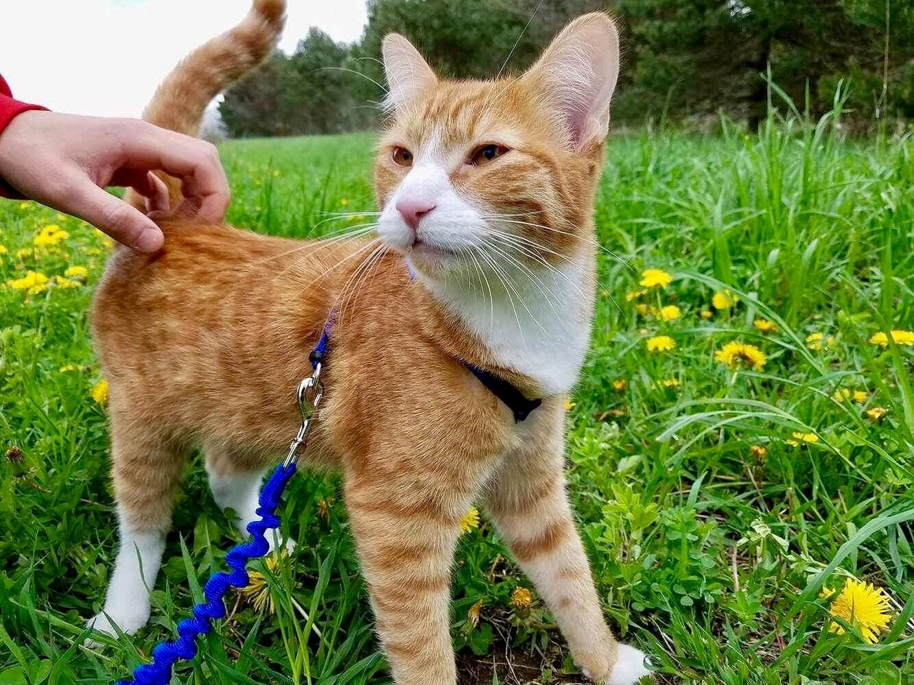 Cooper Went on His First Walk Outside Today. Here He Is Smelling the Dandelions.