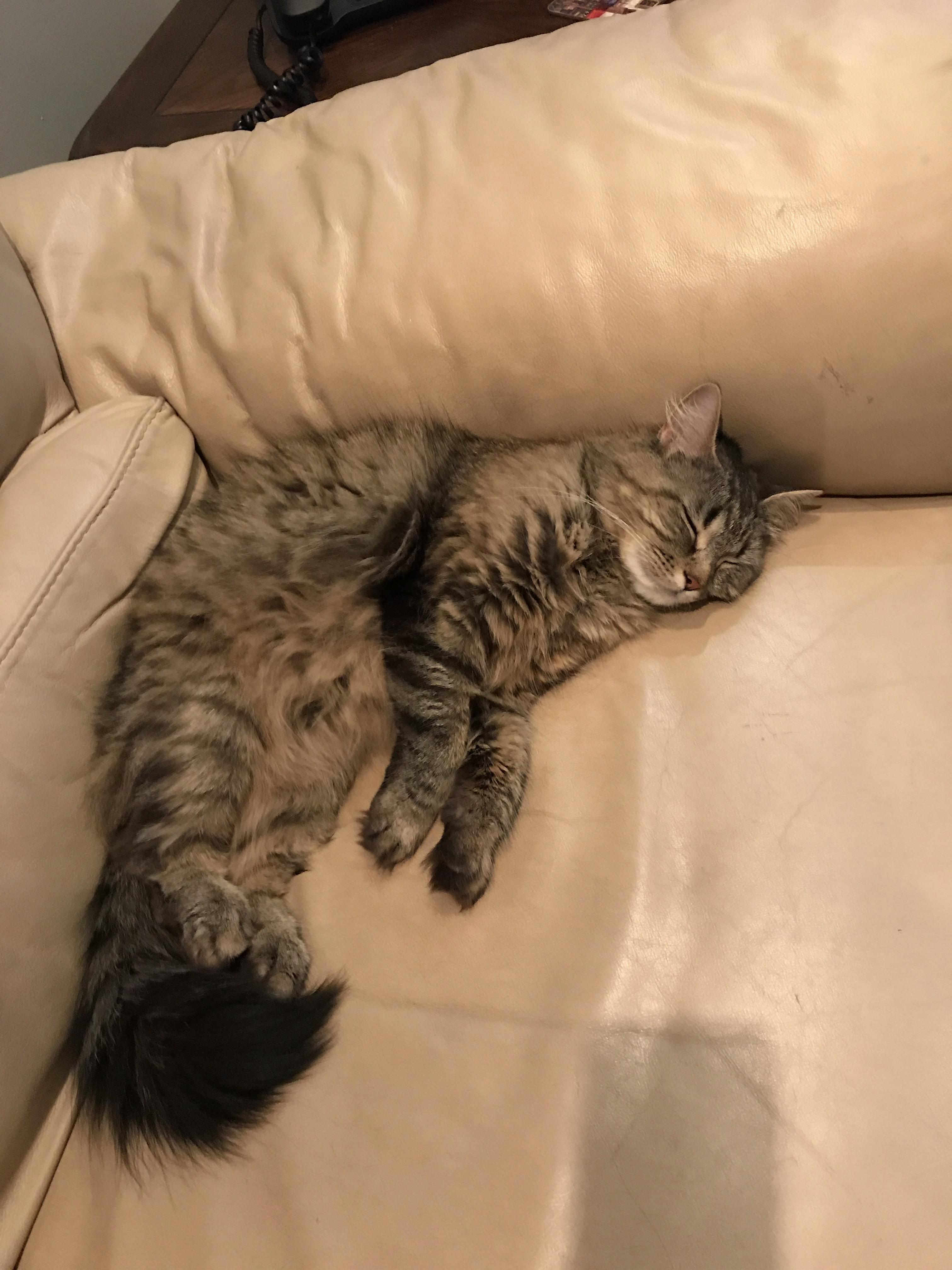 Coukas Favourite Napping Spot