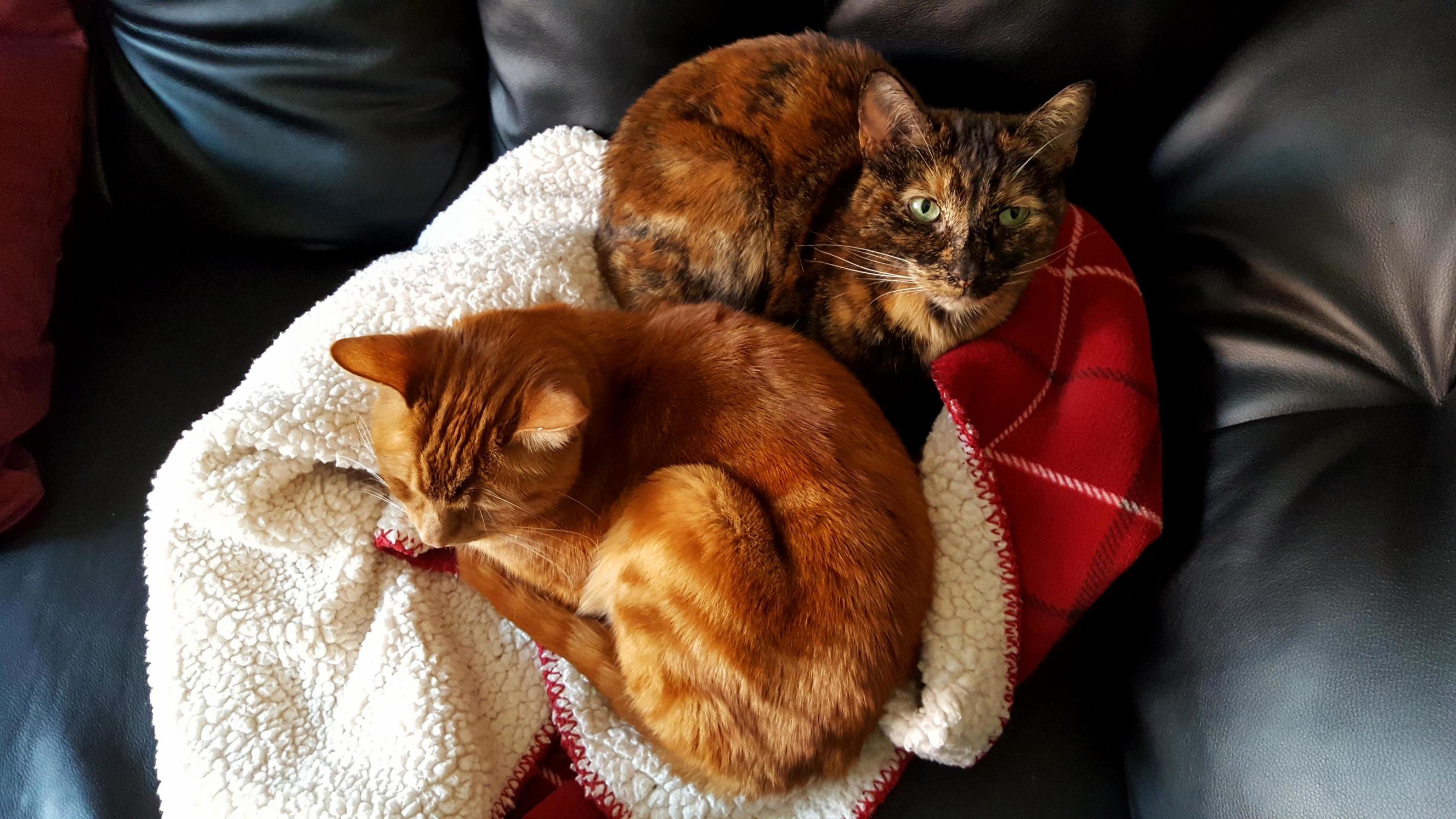 Cozy Couch Buddies Oc