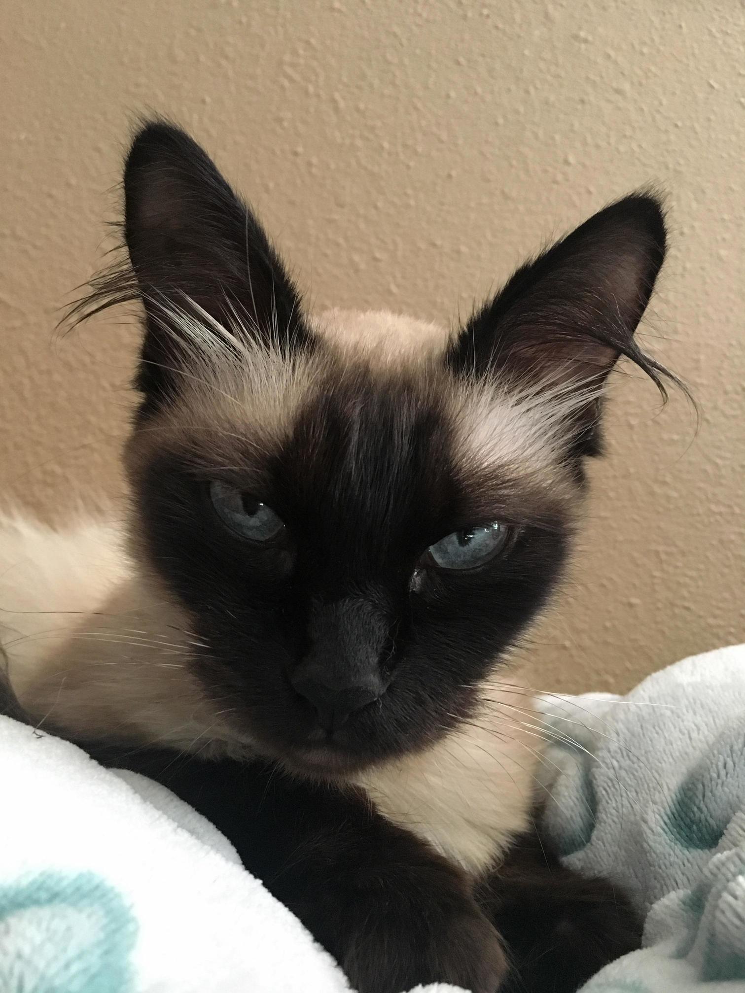Craigslist Cat Is Now Bean. Not Sure How Well Shes Taking It.