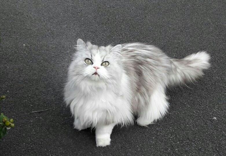 Crazy Eyed Fluff Ball from Down the Street