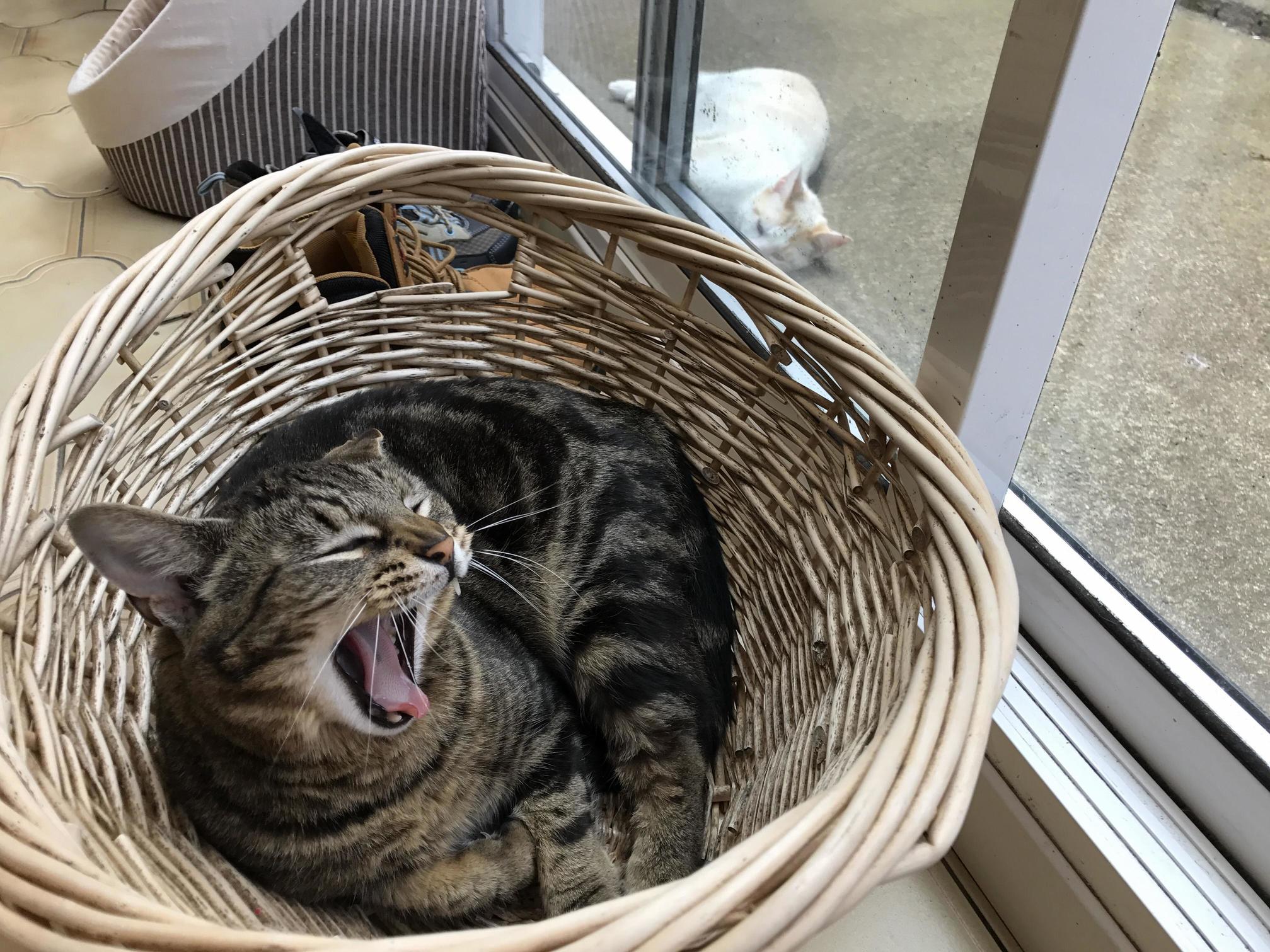 Cute Yawn or Vicious Roar