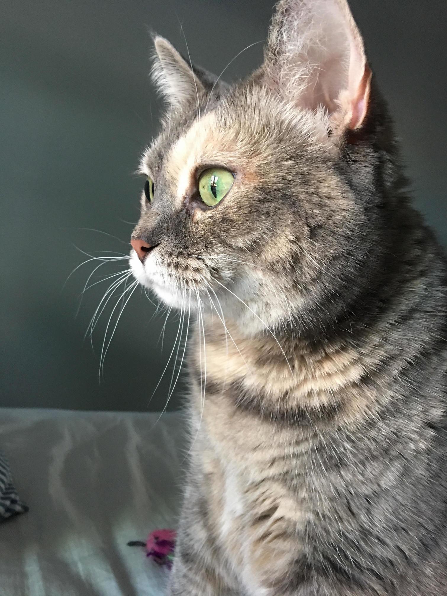 Daffodil Is Settling in to Her New Home. We Adopted This 8 Year Old Tubby Beauty This Weekend. Happy to Give an Older Kitty a Loving Home