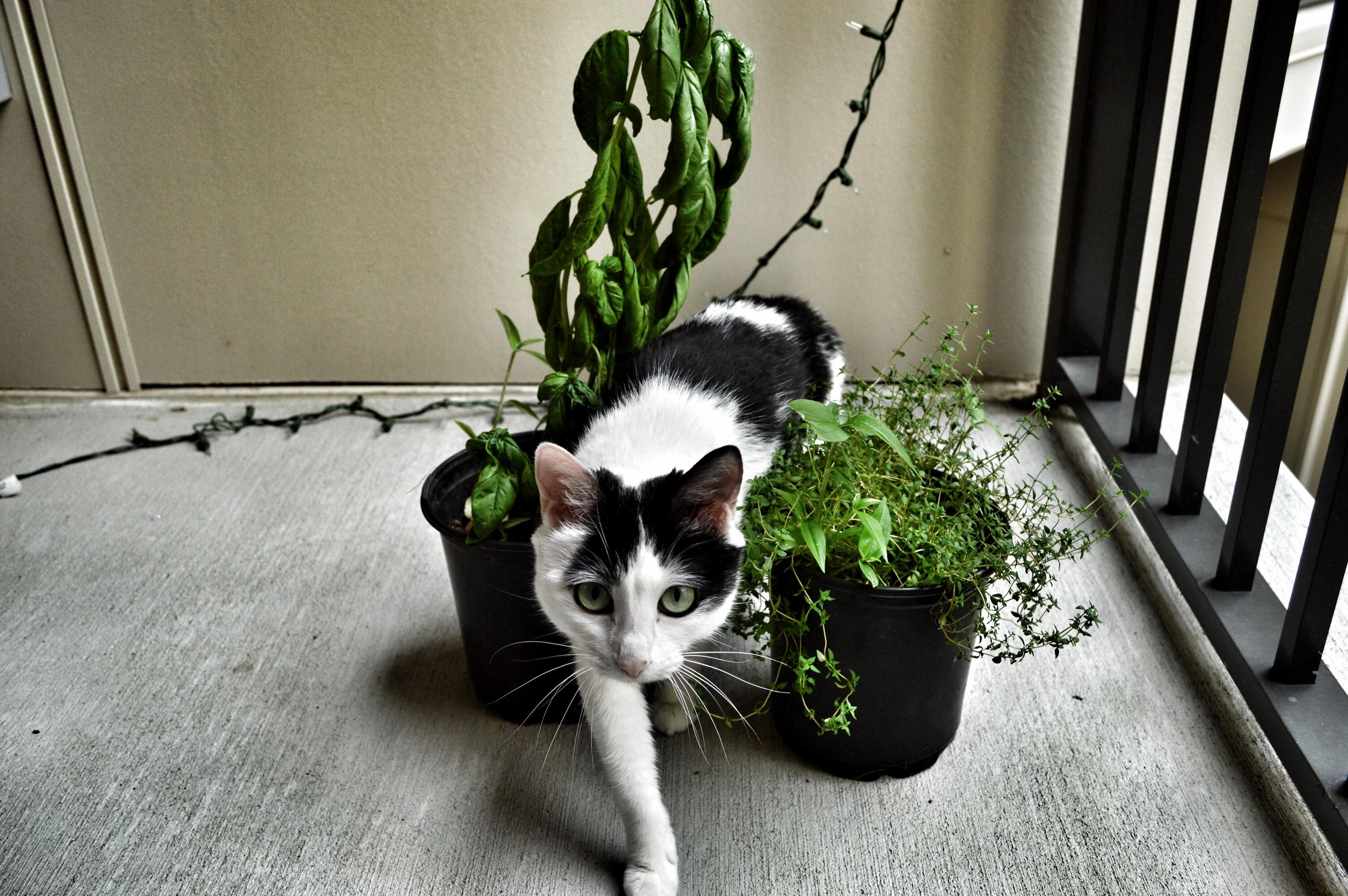 Dahlia Looking Like a Jungle Kitty.