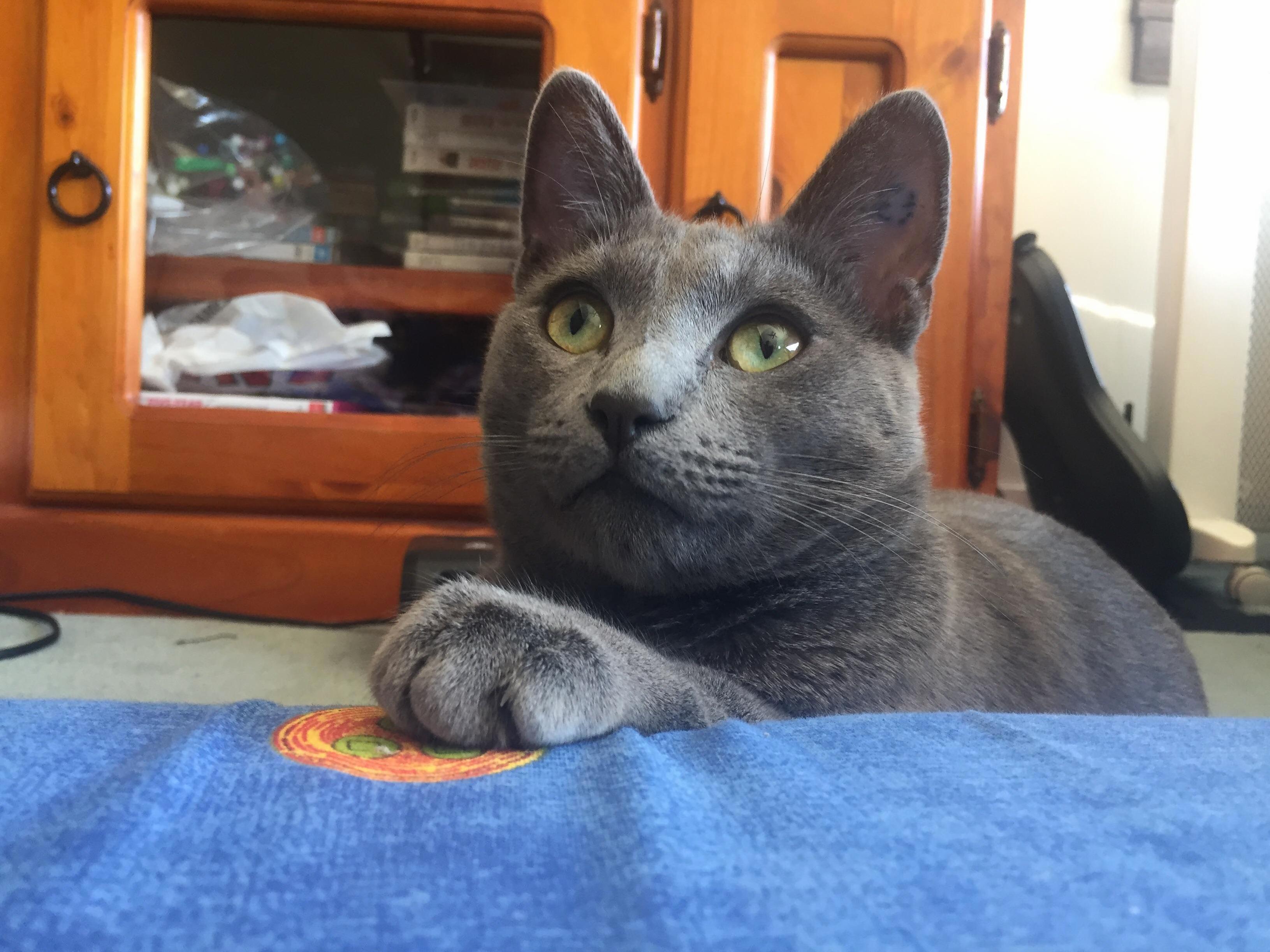 Dear Hooman ID Like Some Attention Please