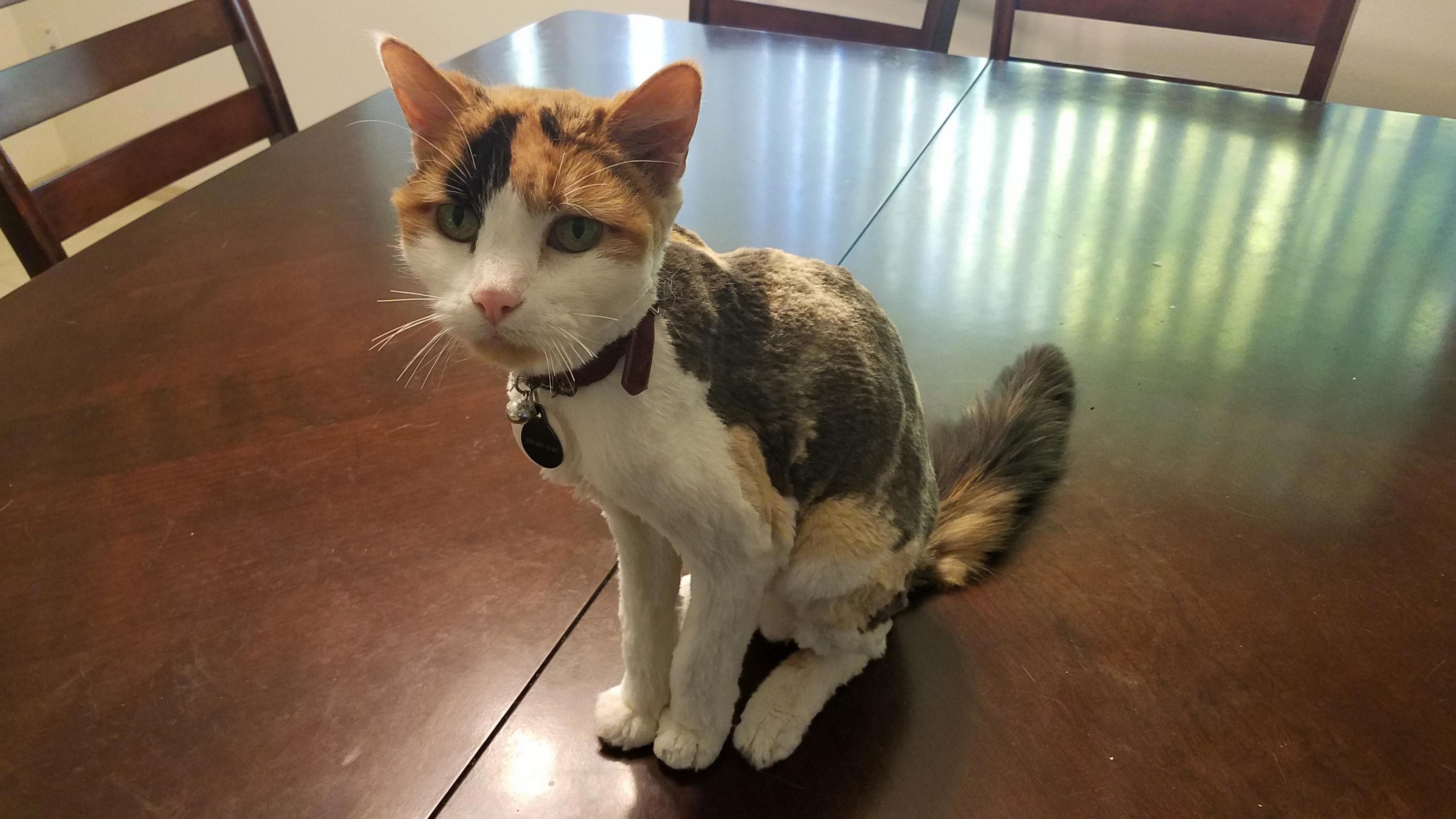 Didnt Realize How Thin My Cat Lucy Was Until She Got Her First Shave.