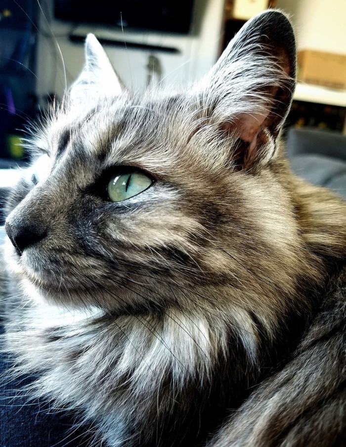 Diesels Eyes Were Extra Green This Evening.