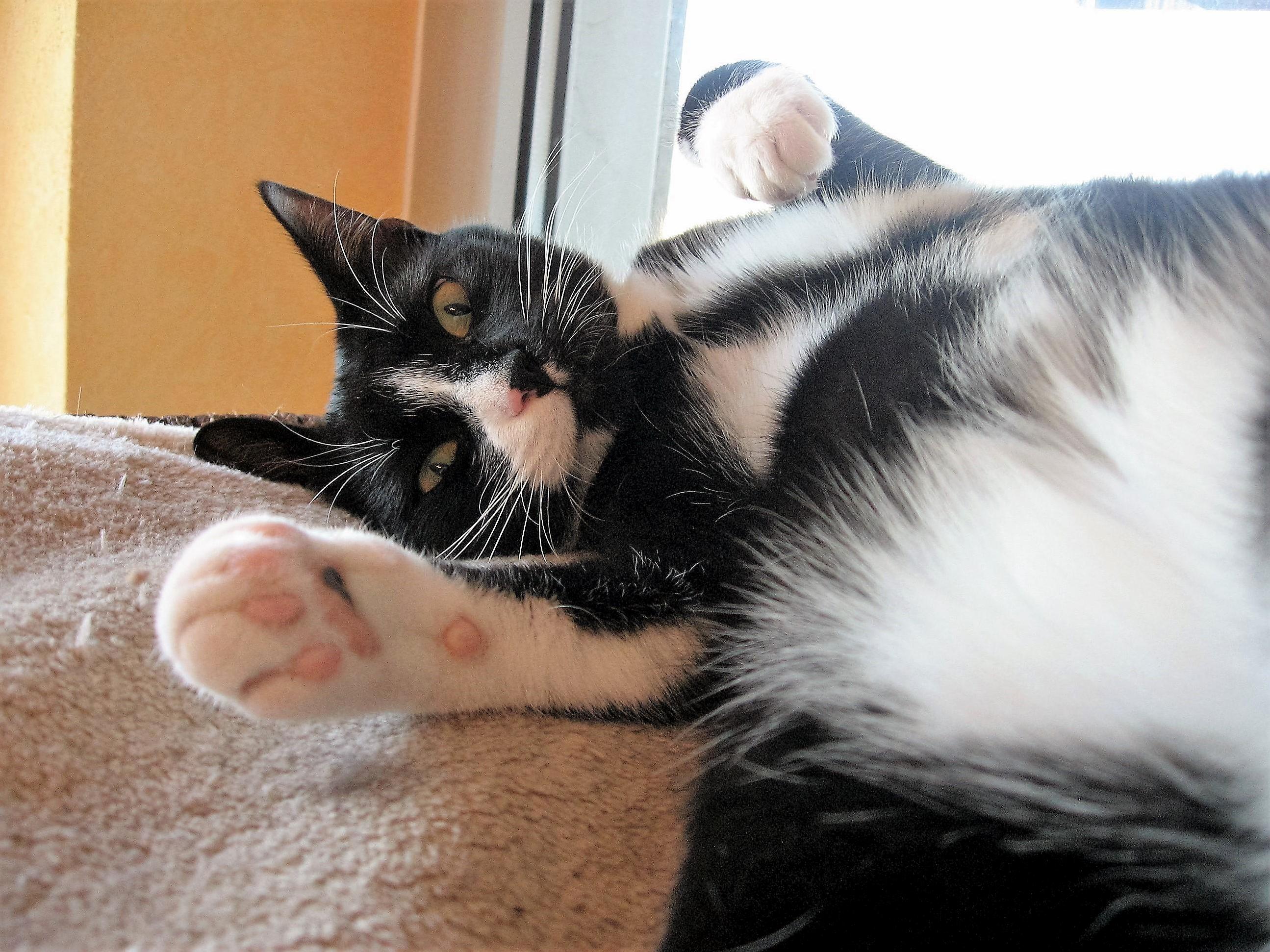 Do You Want to Play Try Touching My Belly...