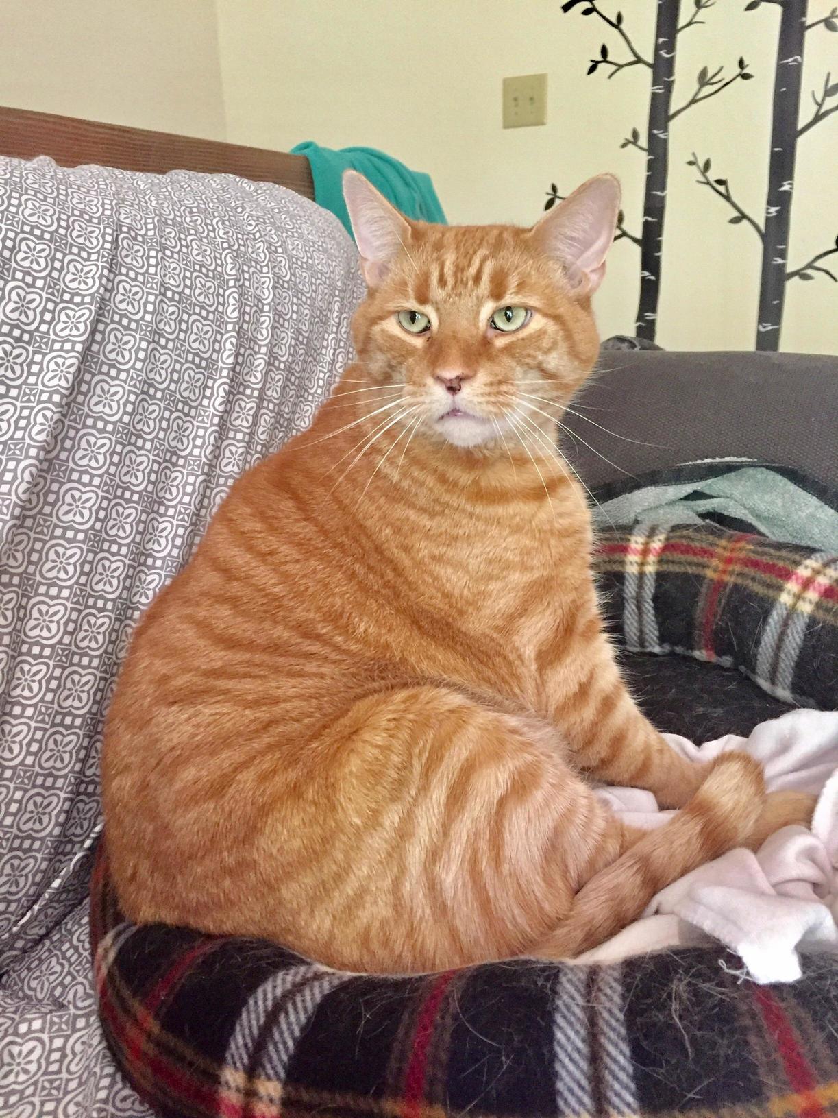 Dobby My Stripey Gingery Beastcat. I Him