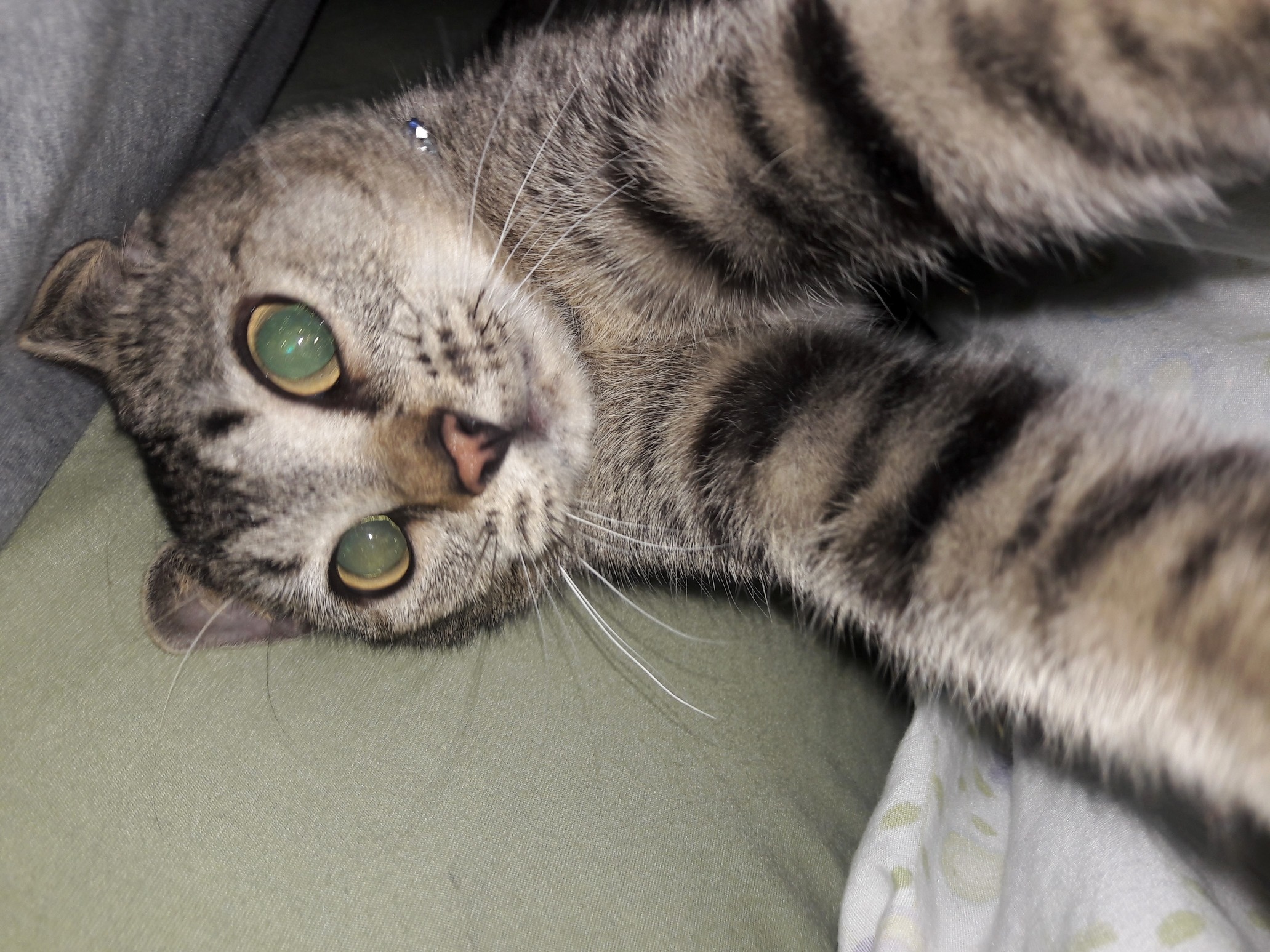 Does Anyone Else Have a Cat That Doesnt Conform to Feline Societal Norms