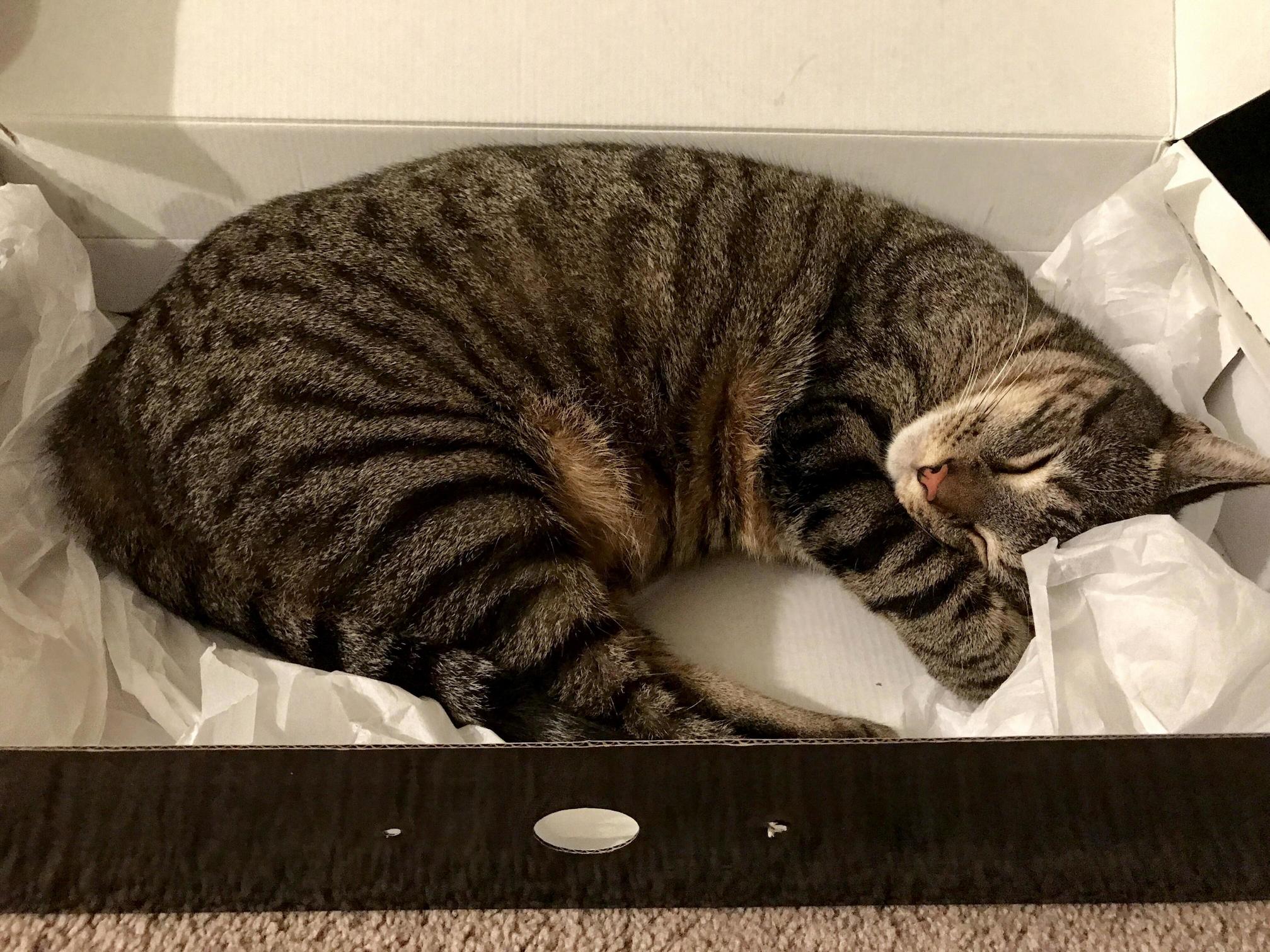 Doesnt Want to Sleep in His Bed. Would Rather Sleep in a Box.