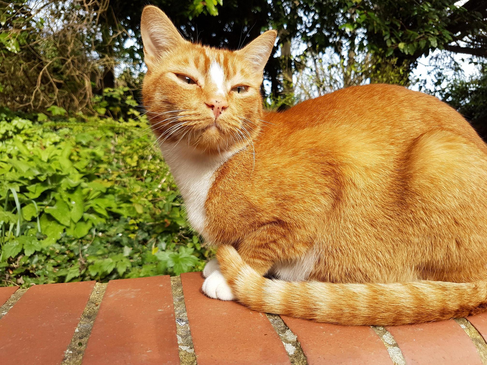 Elmo the Work Cat.