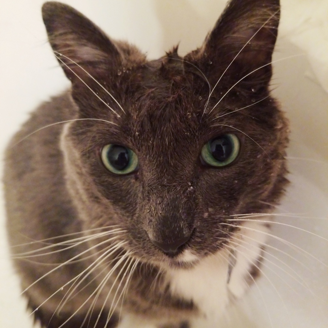 Every Day When I Come Home Hes Waiting to Take a Shower