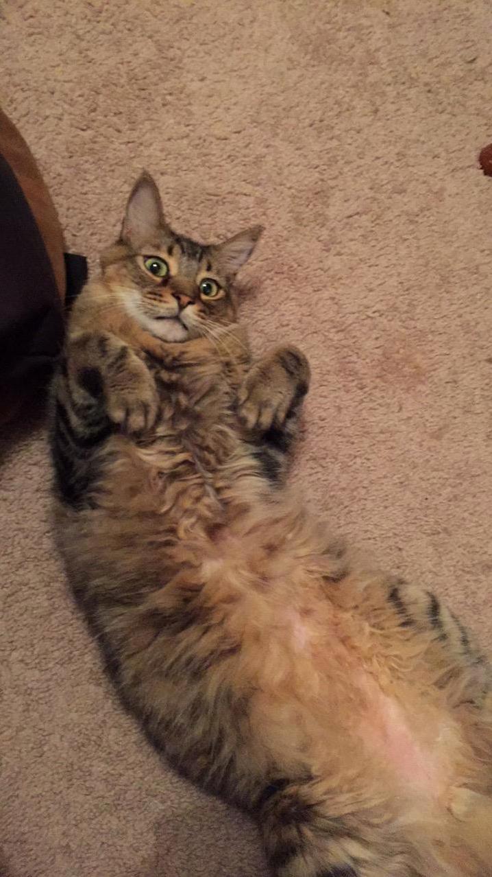 Excuse Me. Where Are My Tummy Rubs