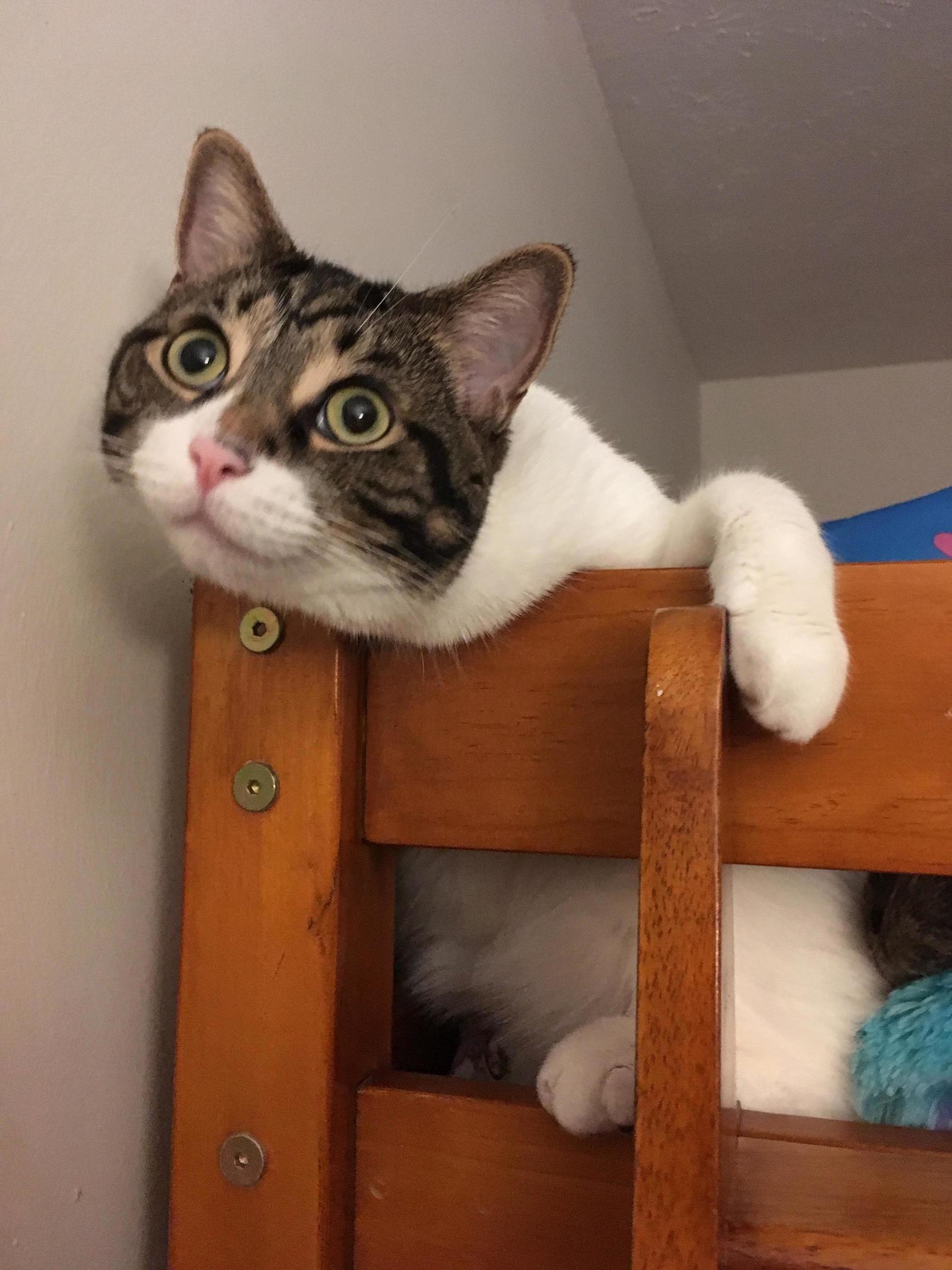 Eyes of Curiosity