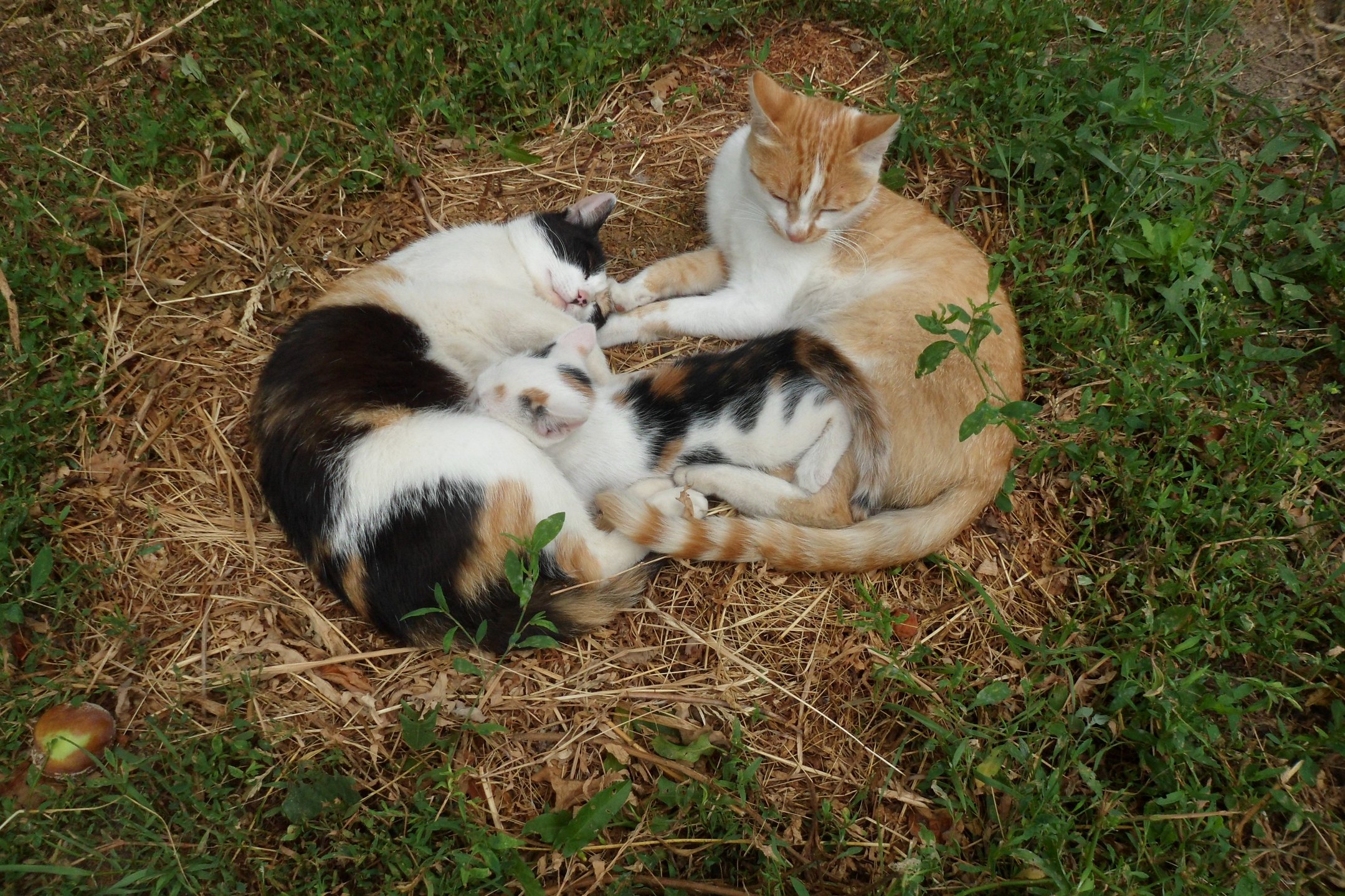 Family Dream