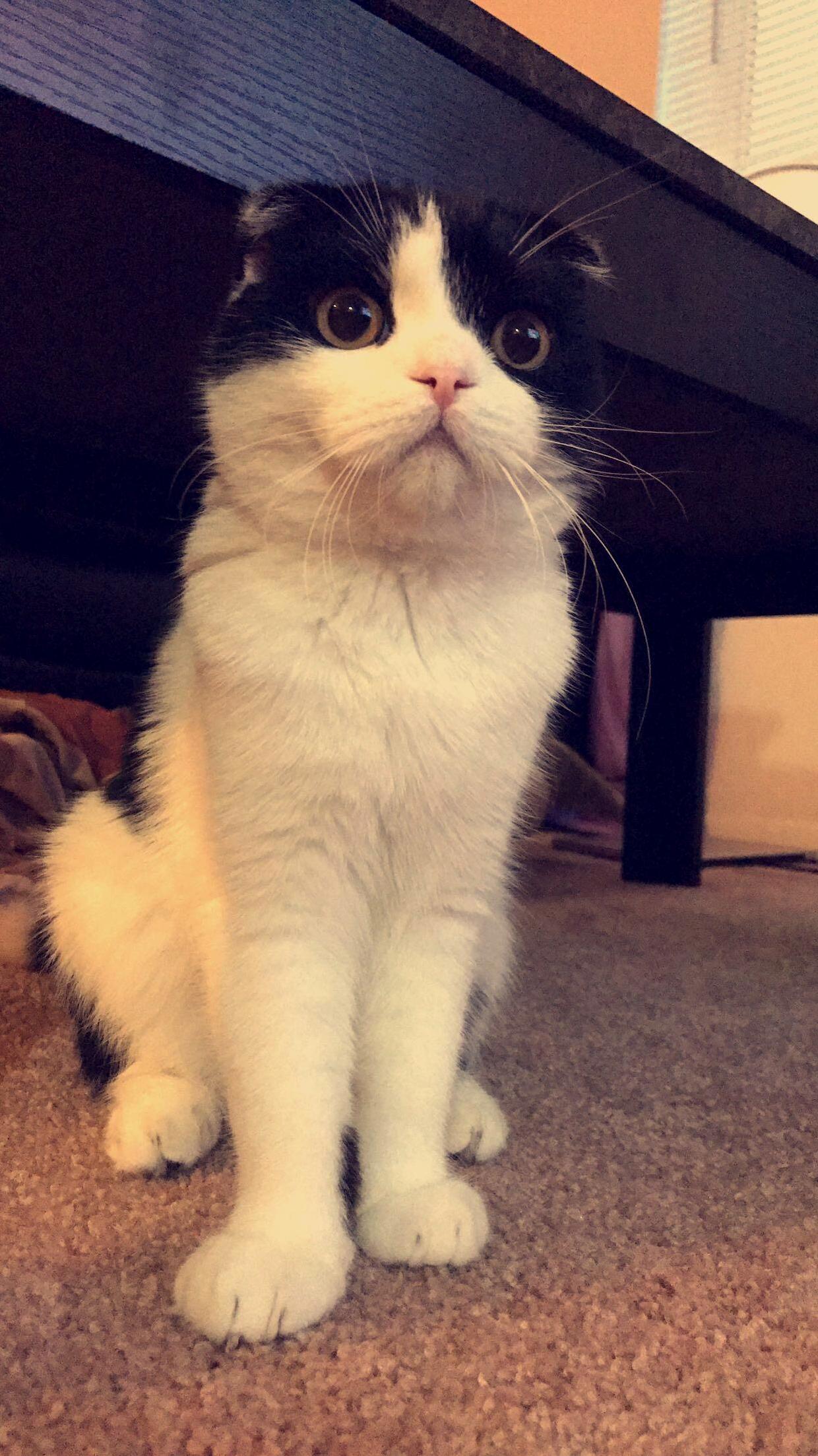Fat Face Finn
