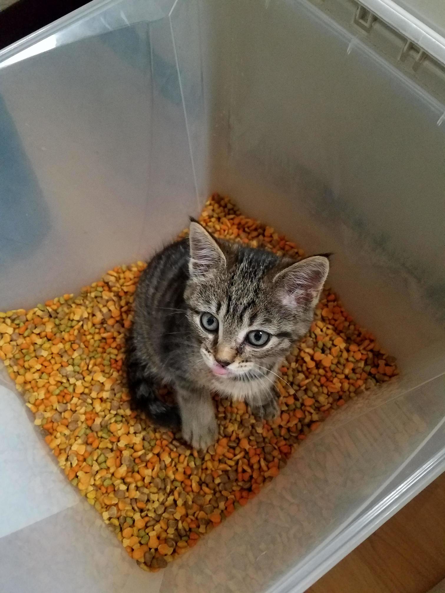 Fatty Jr Found the Food Storage
