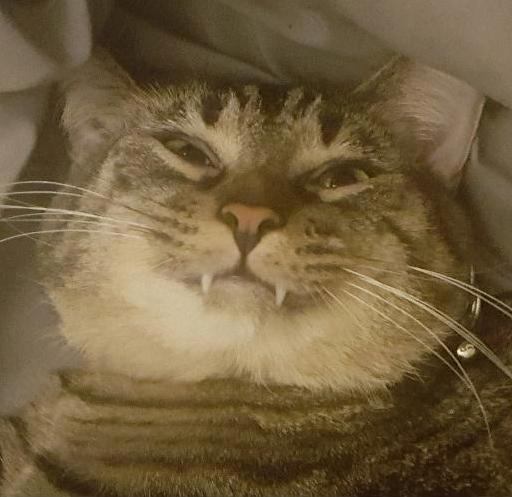 Fenix Makes the Best Faces.