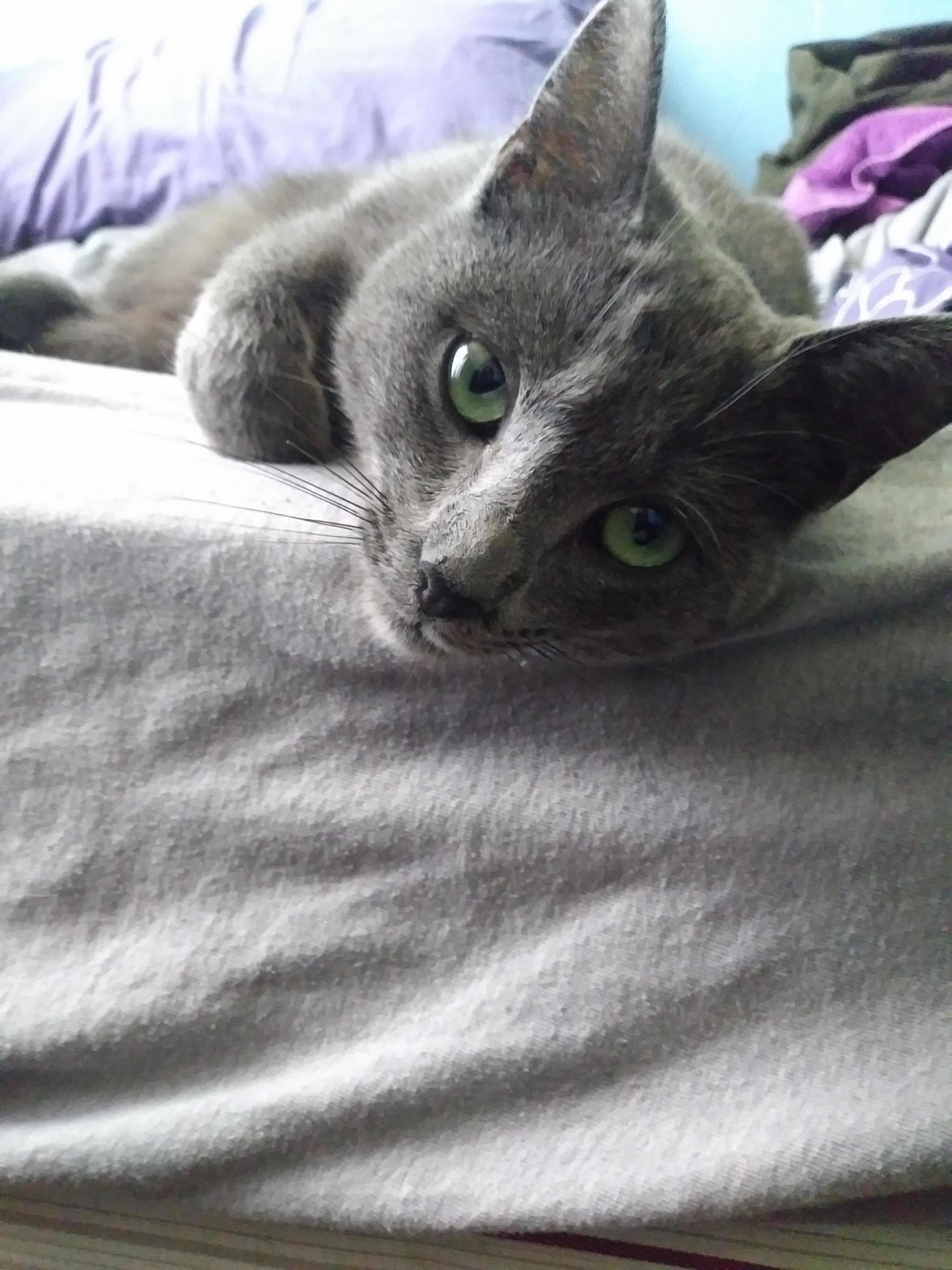 Finally Caught the Stray Whos Been Sleeping on My Porch. Her Name Is Nova.