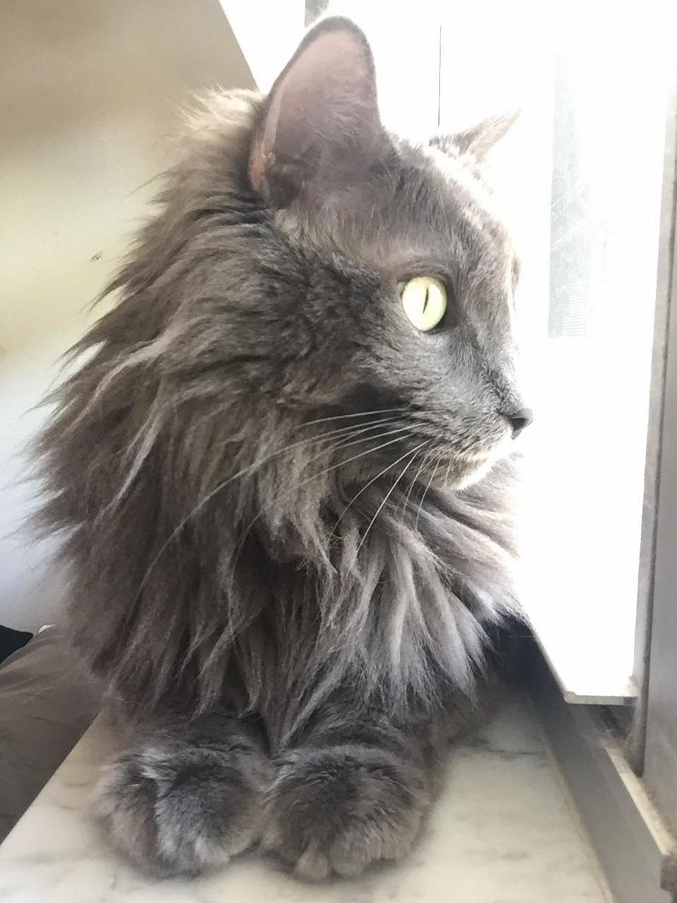 Finally Over the Pancreatitis and Back to His Curious and Regal Self....my Herbert.