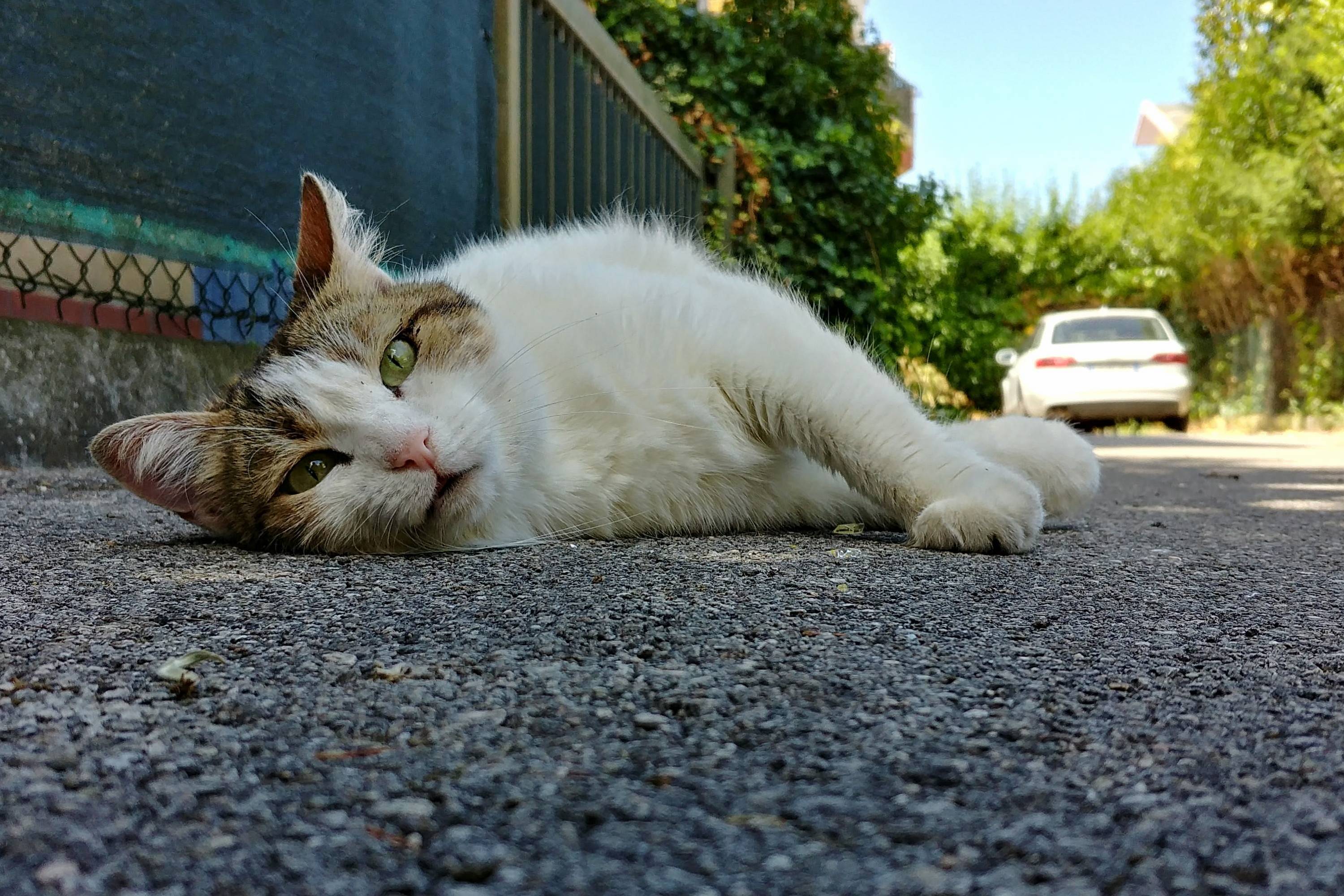 First Time Out with My New Phone My Sweet Mia Looked Like She Wanted to Model for the Camera Test
