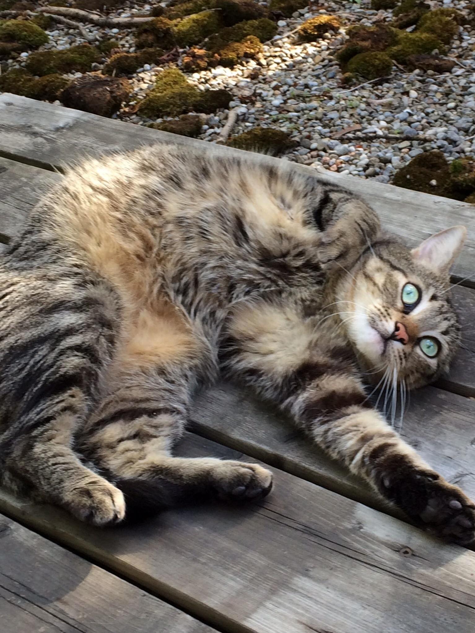 Floofy Belly