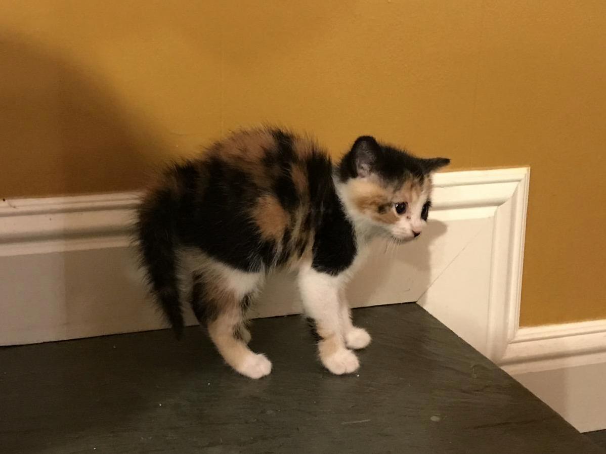 Foster Kitten Meets the Adult House Cat for the First Time. Hissing Ensues.