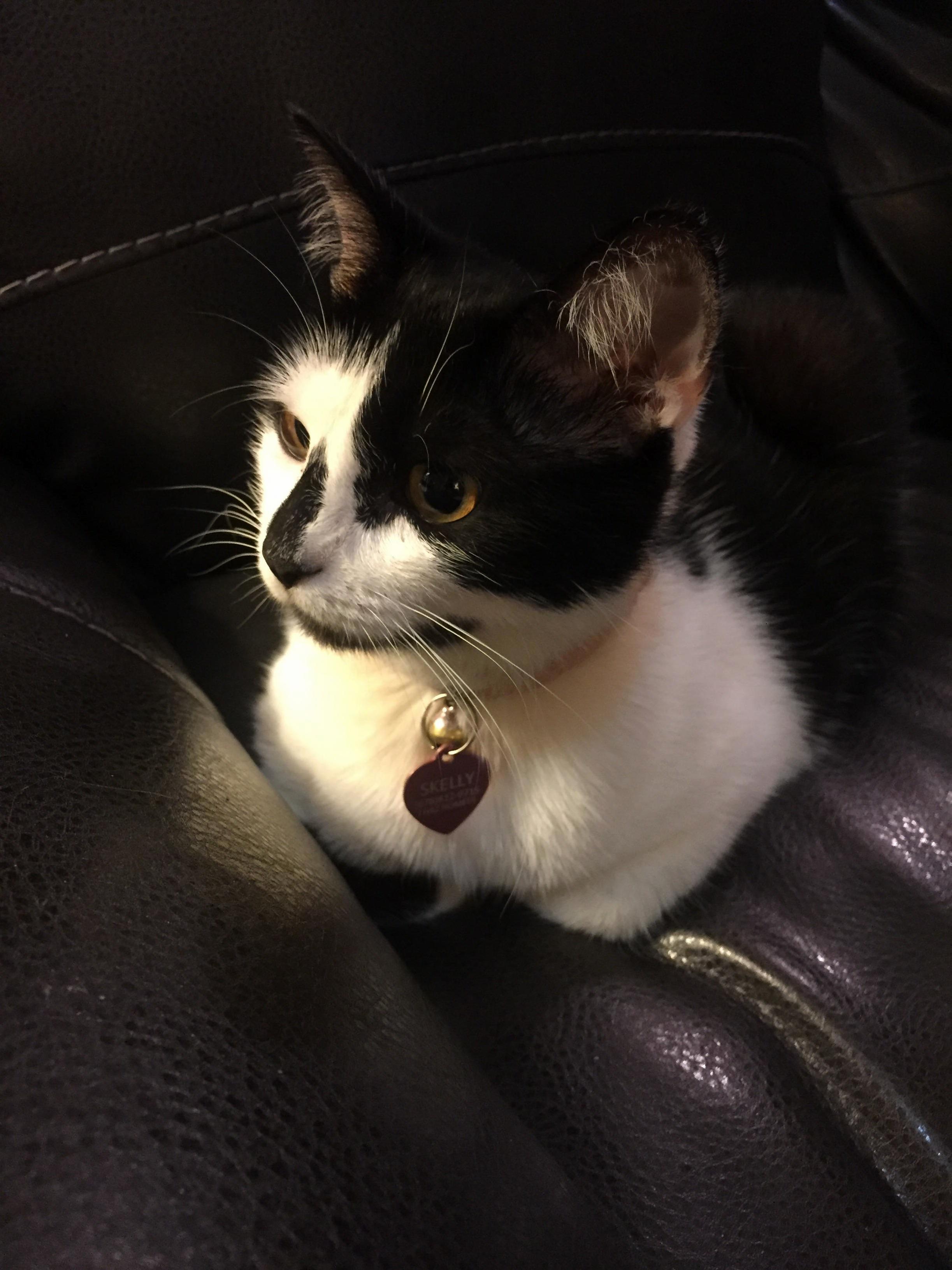 Foster Kitty from Hard Times to Good. Meet Skeletor