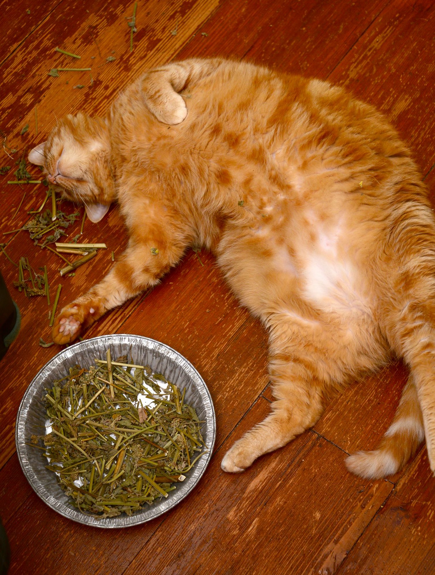 Found Image of Morris Having Fallen Off the Wagon