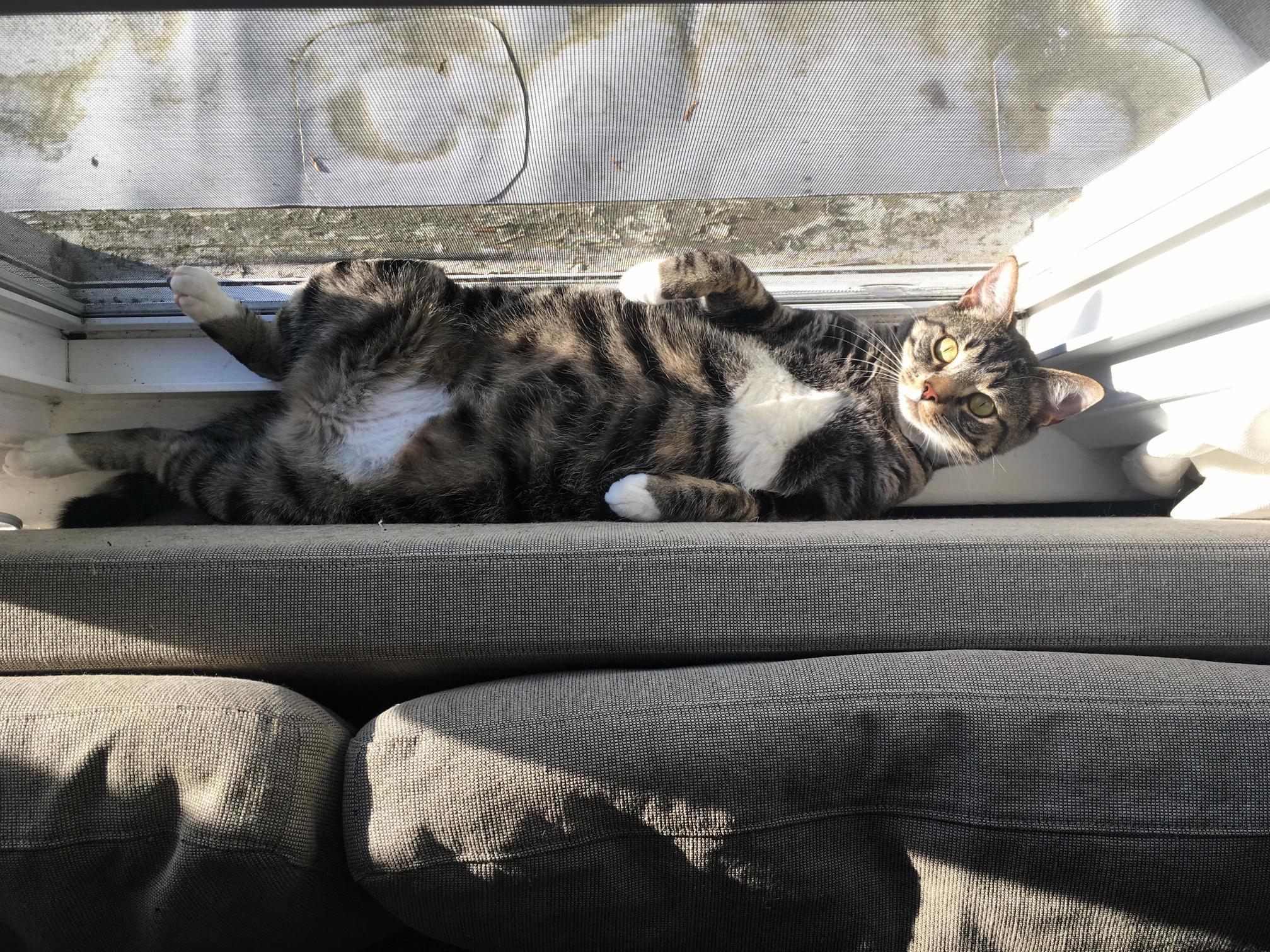 Found Milo Lounging Behind the Couch Tonight