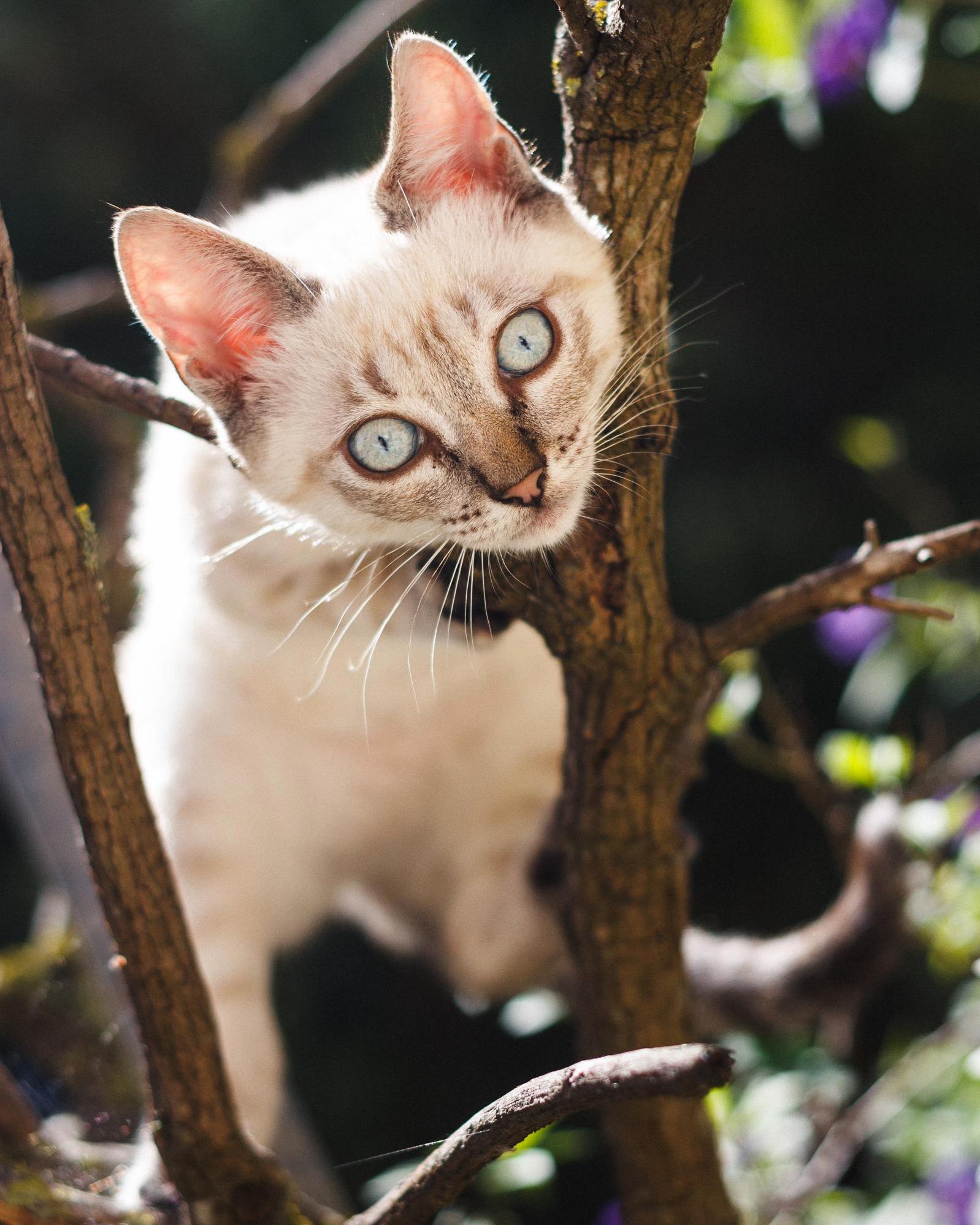 Found This Little Fella Climbing Trees in My Backyard Today.