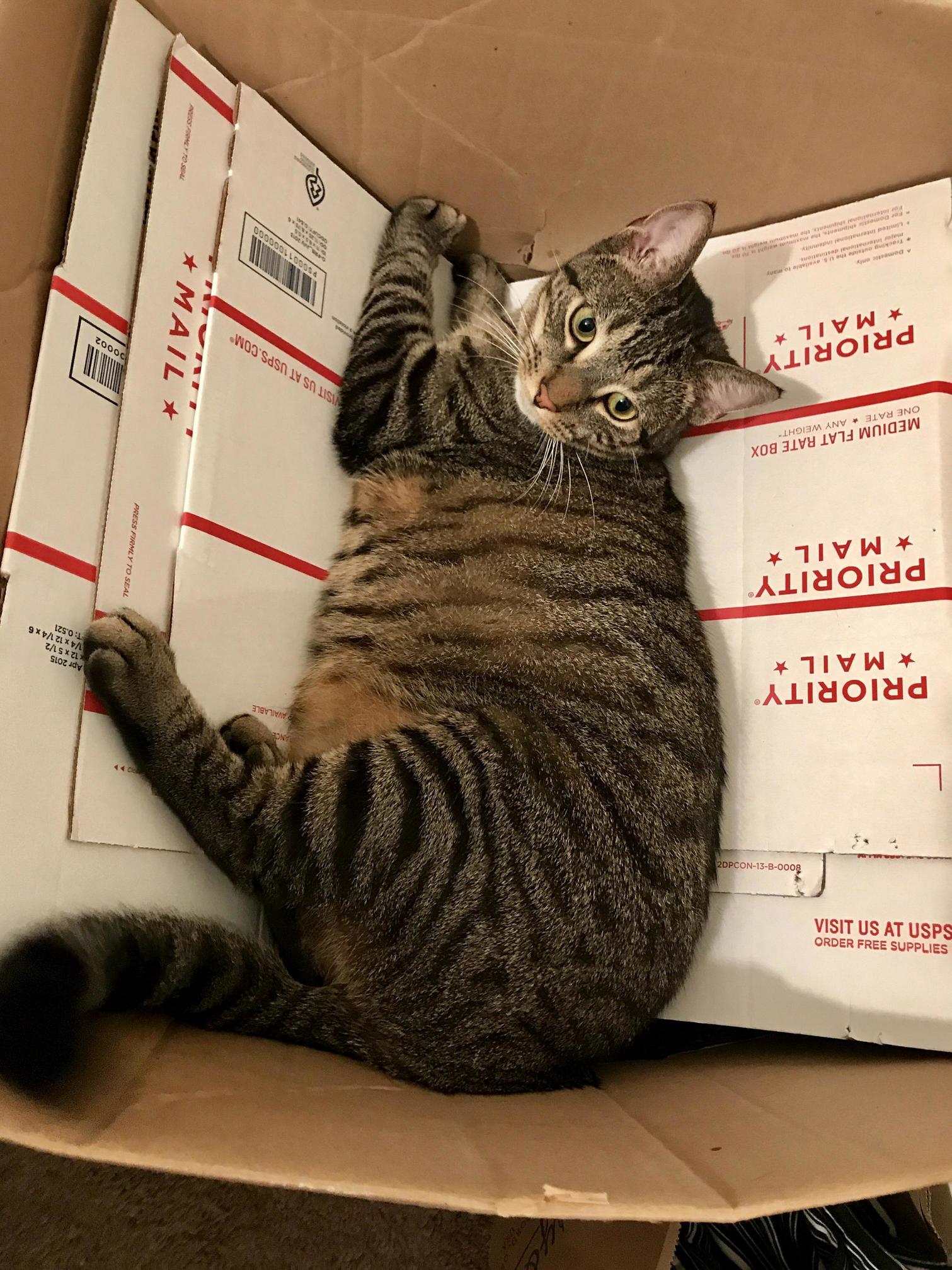 Free Shipping but Cat Not Included