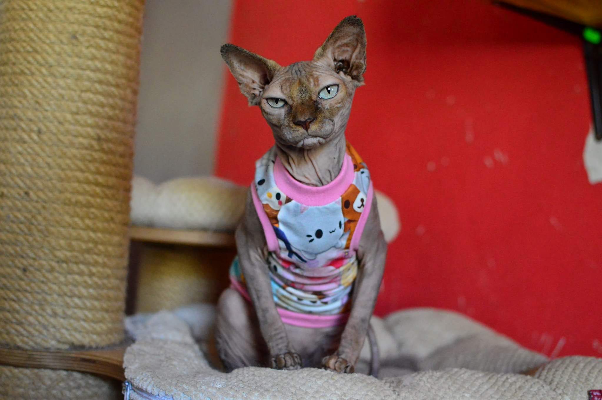 Friend of Mine Is Fostering This Little Creature. I Think She Doesnt Have Any Passion for Fashion.