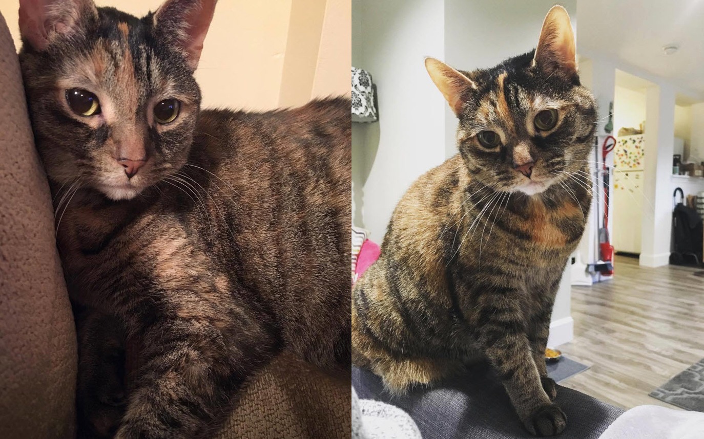 From Abandoned at 12 Years to Looking Years Younger Our Little Senior Gal 3