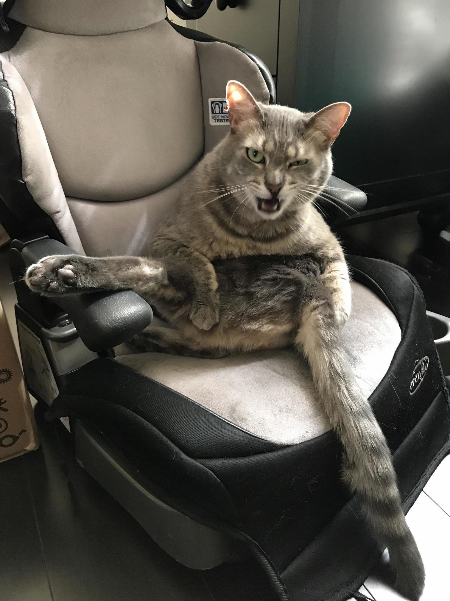 Gangsta Kitty.