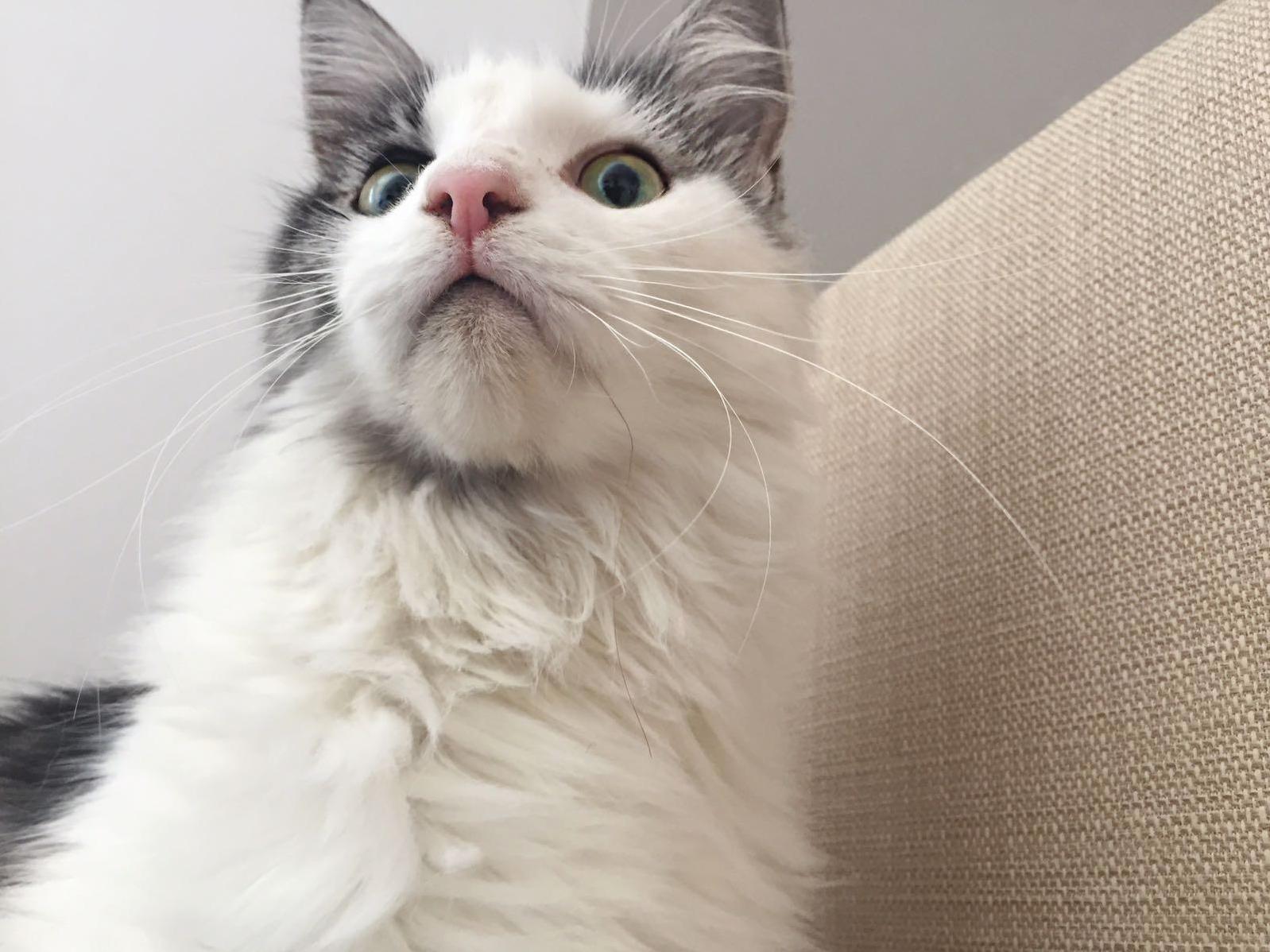 Gasp