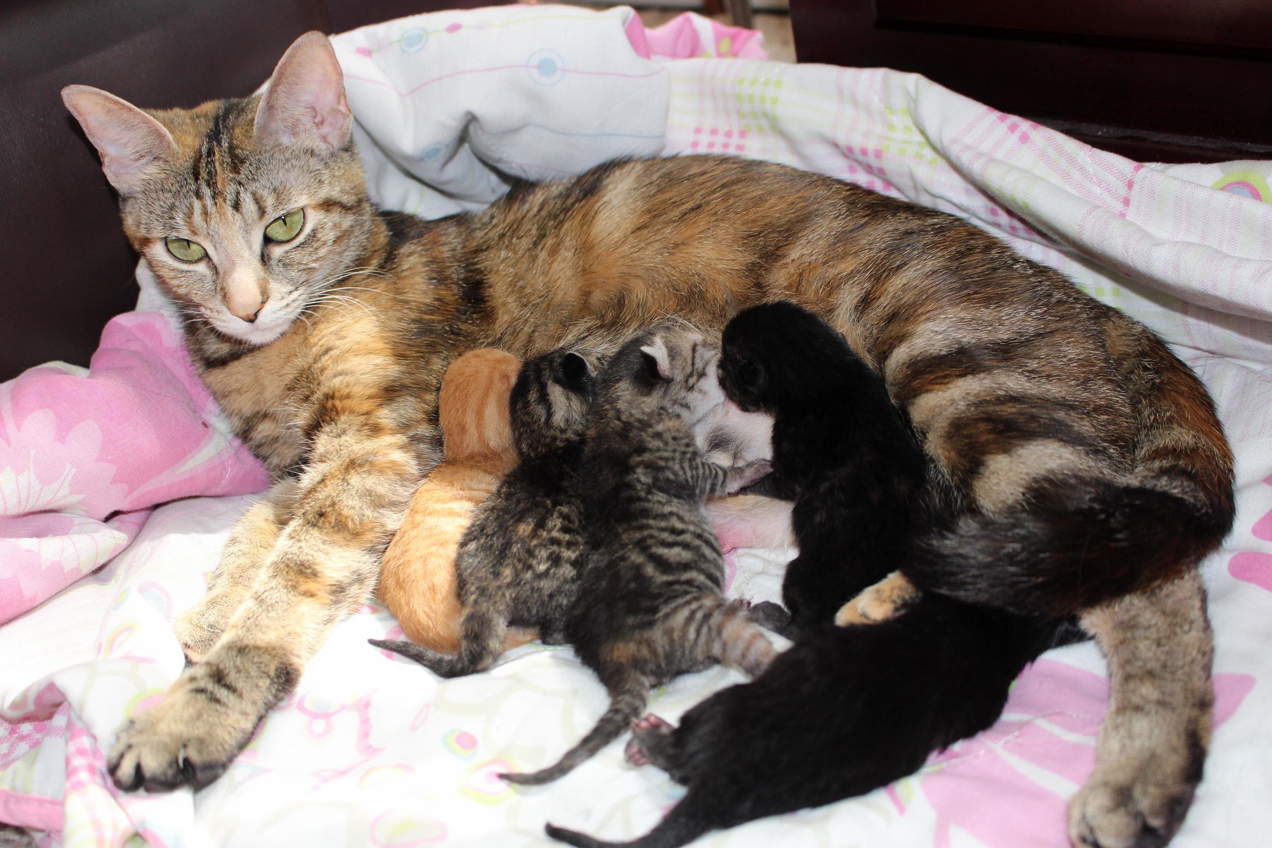 Gave Birth 618 to 5 Babies. Shes Such a Good Mother.