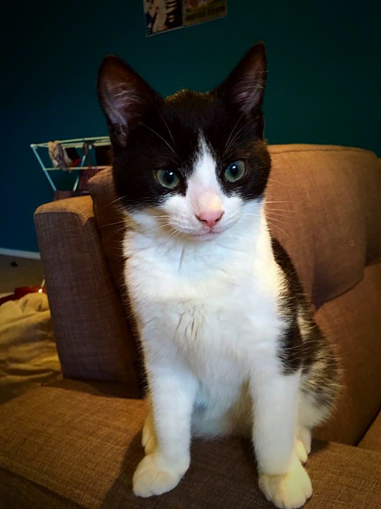 Gave This Little Blighter a New Forever Home