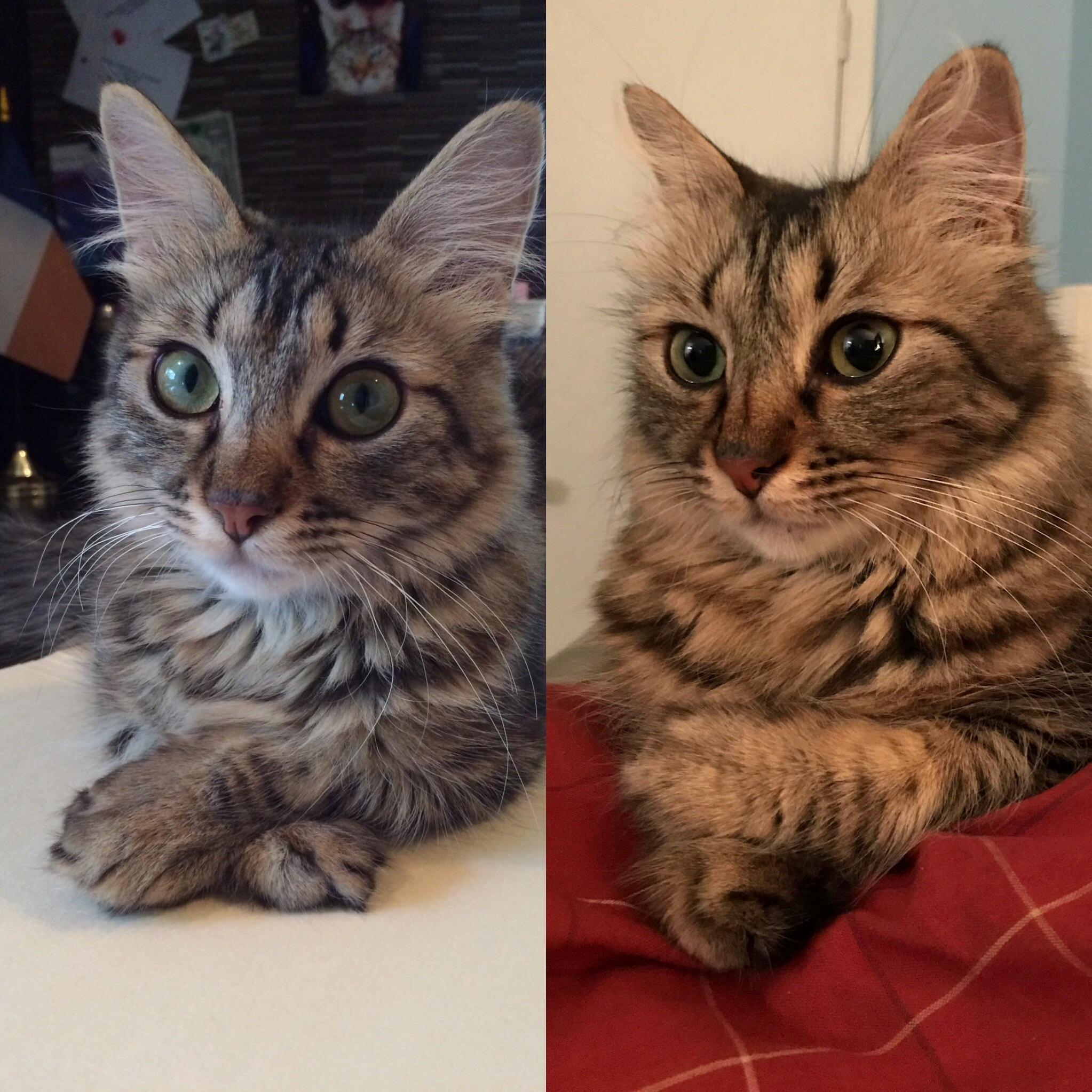 George the Cat Forever Crossing Paws